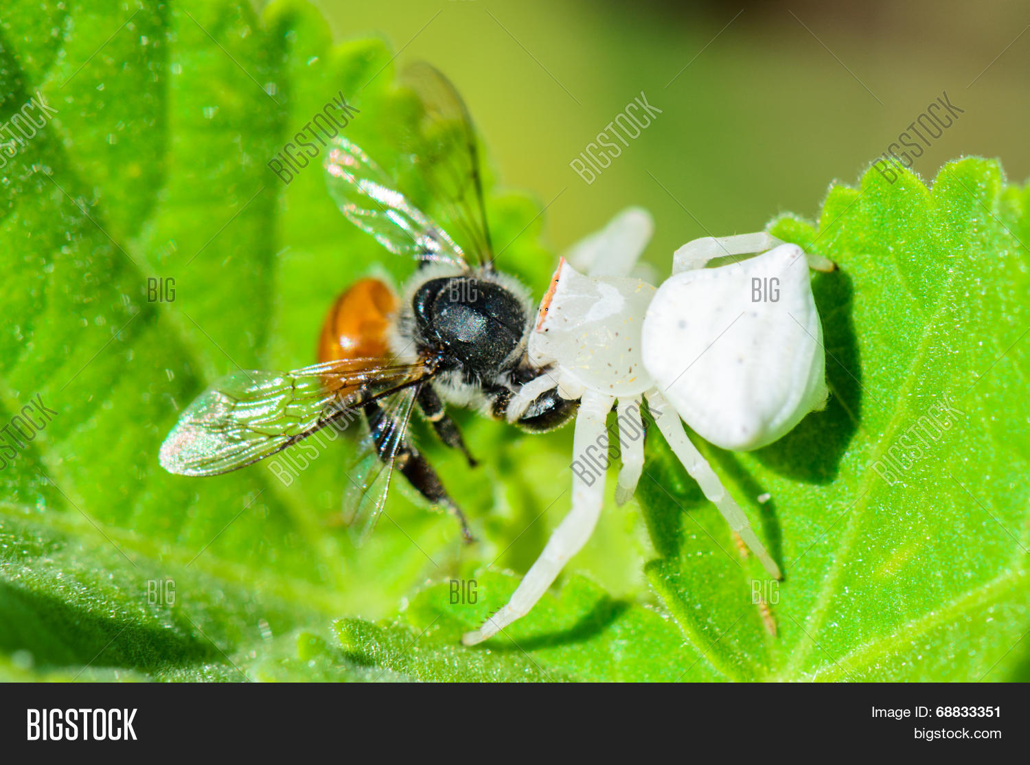 asia,bait,bee,bite,capture,catch,close,color,crab,eating,fauna,feeding,flower,foliage,food,forage,grass,green,honey,hunt,hunter,hunting,insect,leaf,life,macro,meadow,micro,mini,nature,predator,pretty,prey,small,spectabilis,spider,stalk,thailand,thomisus,tiny,tropical,victim,white