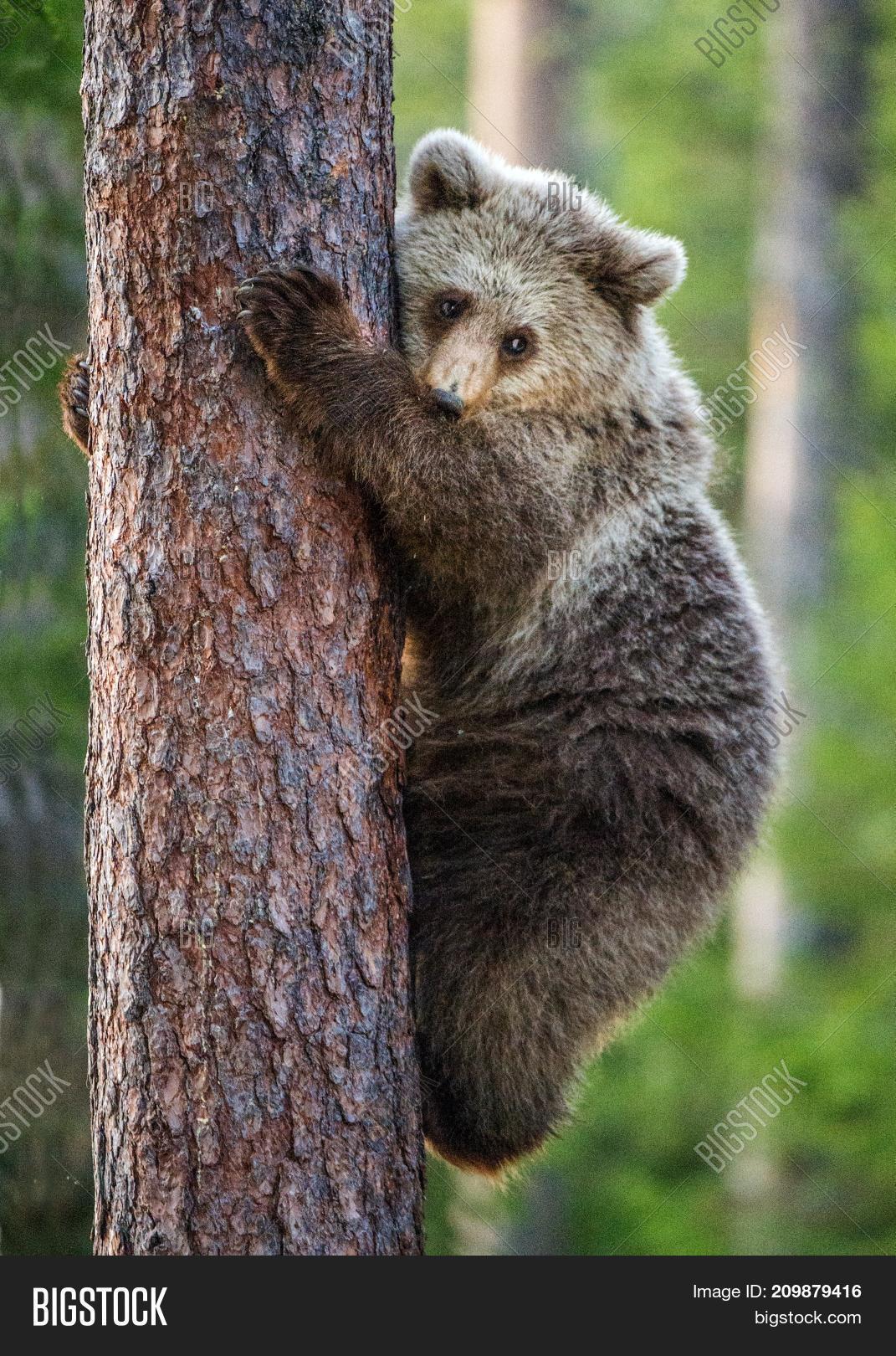 adorable,animal,arctos,baby,bear,bear-cubs,brown,carnivore,claws,climb,climbing,crawl,cub,cute,danger,dangerous,fauna,forest,funny,green,grizzly,habitat,juvenile,little,mammal,natural,nature,omnivorous,pine,predator,puppy,russia,russian,small,stand,summer,summertime,taiga,tree,ursus,widespread,wild,wilderness,wildest,wildlife,woods,wrestling,young