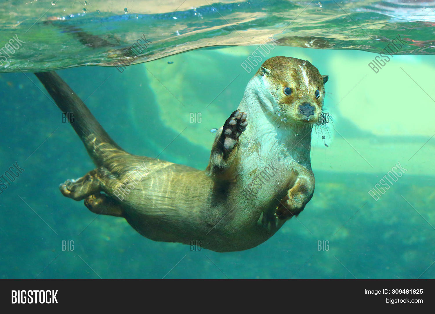 agriculture,angling,animal,aquaculture,climate change,cute,czech republic,destination,ecology,ecosystem,environment,eurasian,europe,european,farming,fish,fishing,floating,fresh,funny animals,fur,habitat,hunting,lake,lutra lutra,mammal,national park,natural,nature,otter,outdoor,pest,pest control,playful,playing,predator,pups,river,sanctuary,sumava,travel,trout,trout fishing,underwater,vydrysek,water,wild,wilderness,wildlife,zoo