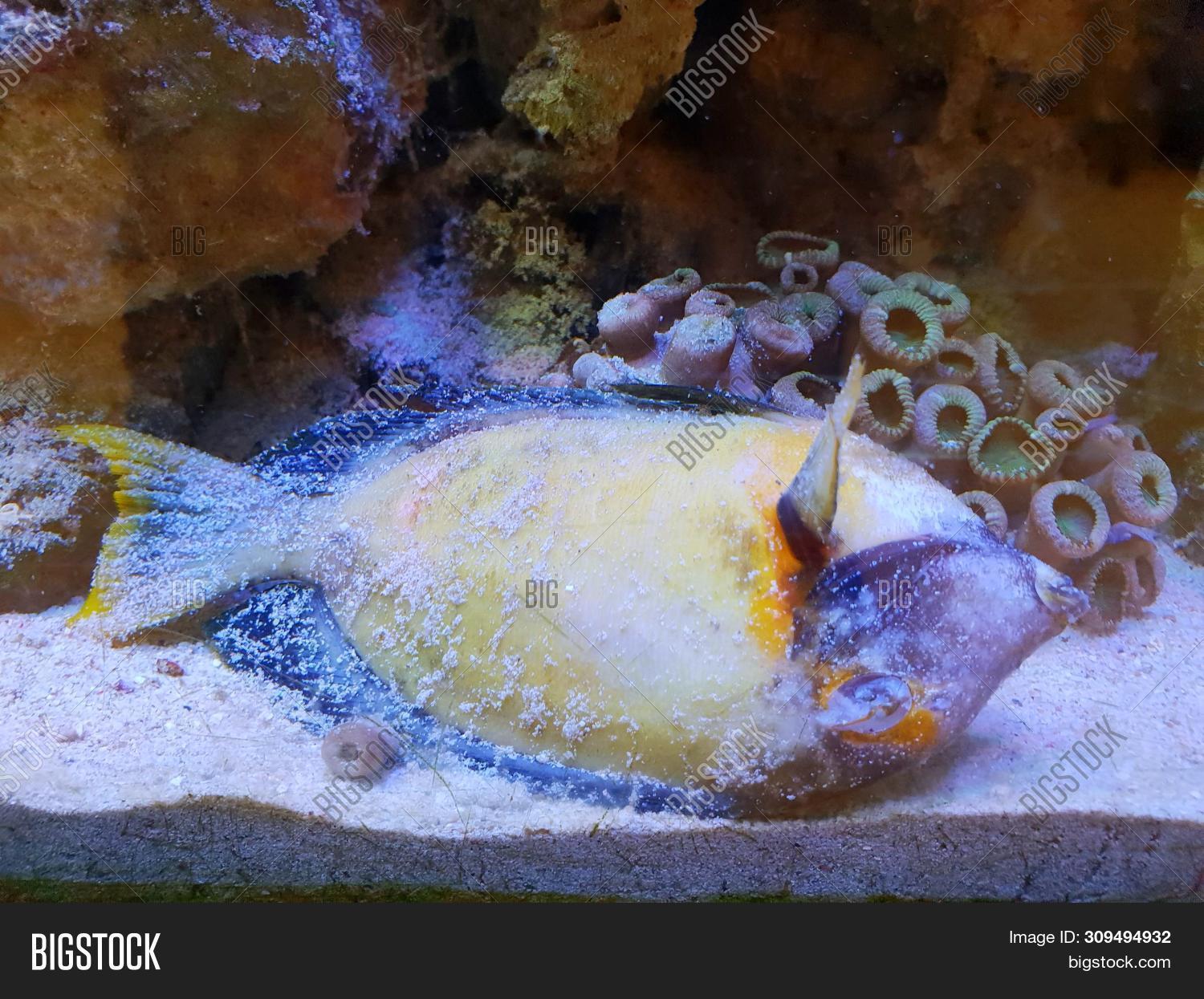 animal,aquarium,aquatic,art,background,biology,blue,child,closeup,color,colorful,coral,dead,death,decorative,design,die,dirty,documentary,ecology,exotic,fauna,fish,life,light,marine,modern,motionless,naso,nature,ocean,one,oxygen,pet,poison,problem,rotten,salt,saltwater,scuba,sea,sick,stone,surgeon,tang,texture,underwater,wallpaper,water,wild