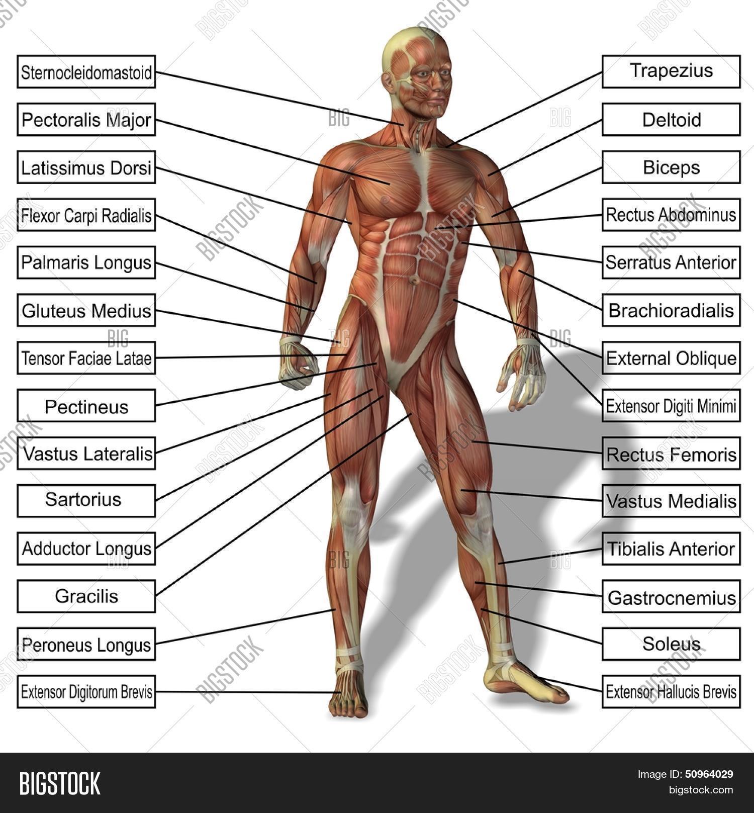 abdominus transversalis,achilles (calcaneal) tendon,adductor brevis,adductor longus,adductor magnus,anatomical,anatomically,anatomy,biceps,biceps brachii,biology,body,body builder,boy,brachialis,brachioradialis,deltoid,extensor carpi radialis brevis,extensor hallucis brevis,flexor carpi ulnaris,flexor digitorum longus,flexor digitorum superficialis,gastrocnemius,gym,health,human,iliacus,internal oblique,isolated,latissimus dorsi,lubrical,male,man,medical,medicine,muscle,muscular,musculature,naked,peroneus longus,pose,psoas major,rectus femoris,sartorius,skin,sternocleidomastoid,tensor faciae latae,trapezius,triceps brachii,vastus medialis
