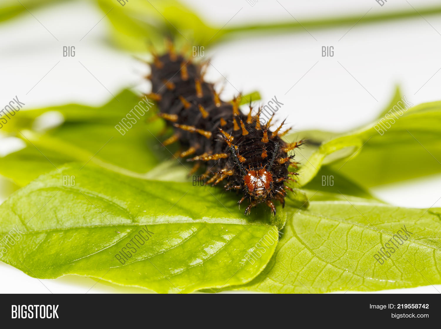 Hypolimnas,animal,antenna,black,blue,bolina,brown,caterpillar,chrysalis,cocoon,creature,critter,eggfly,face,great,hairy,hand,horn,insect,jacintha,larva,lepidoptera,metamorphosis,moon,nature,nectar,nymphalidae,orange,pupa,resting,thorn