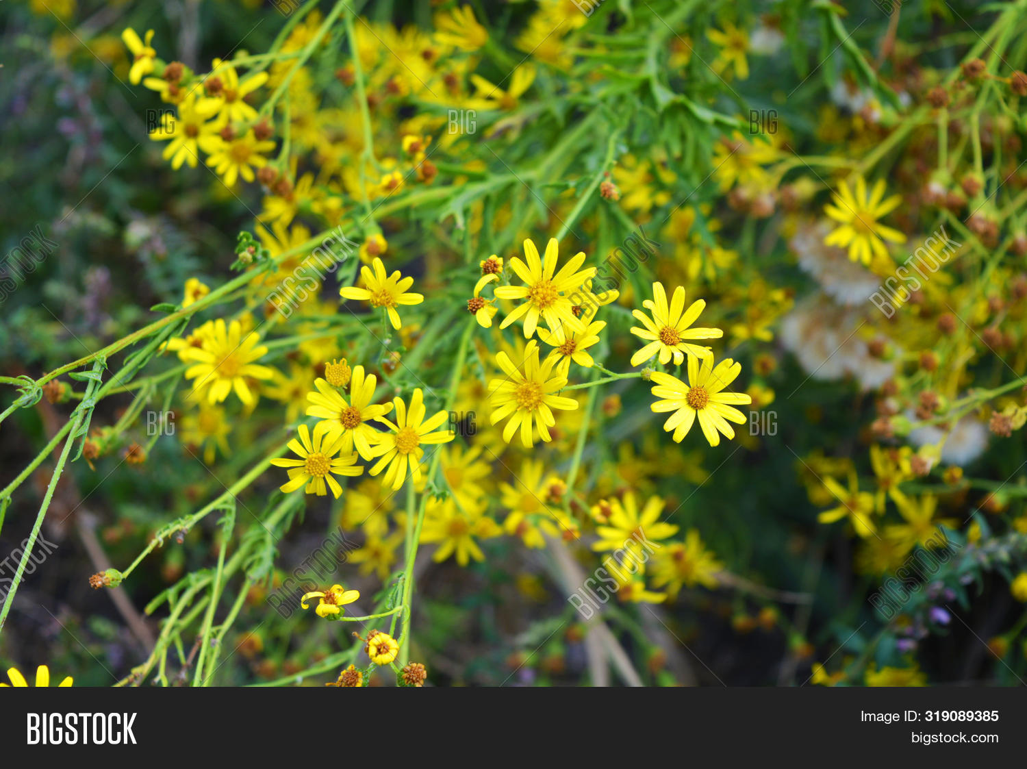 agriculture,autumn,background,beautiful,beauty,benweed,bloom,blooming,blossom,bright,closeup,color,common,daisy,dandelion,environment,field,flora,floral,flower,forest,garden,grass,green,jacobaea,landscape,leaf,meadow,natural,nature,oilseed,outdoor,park,plant,ragwort,season,senecio,spring,stinking,summer,tansy,tree,vulgaris,willie,yellow
