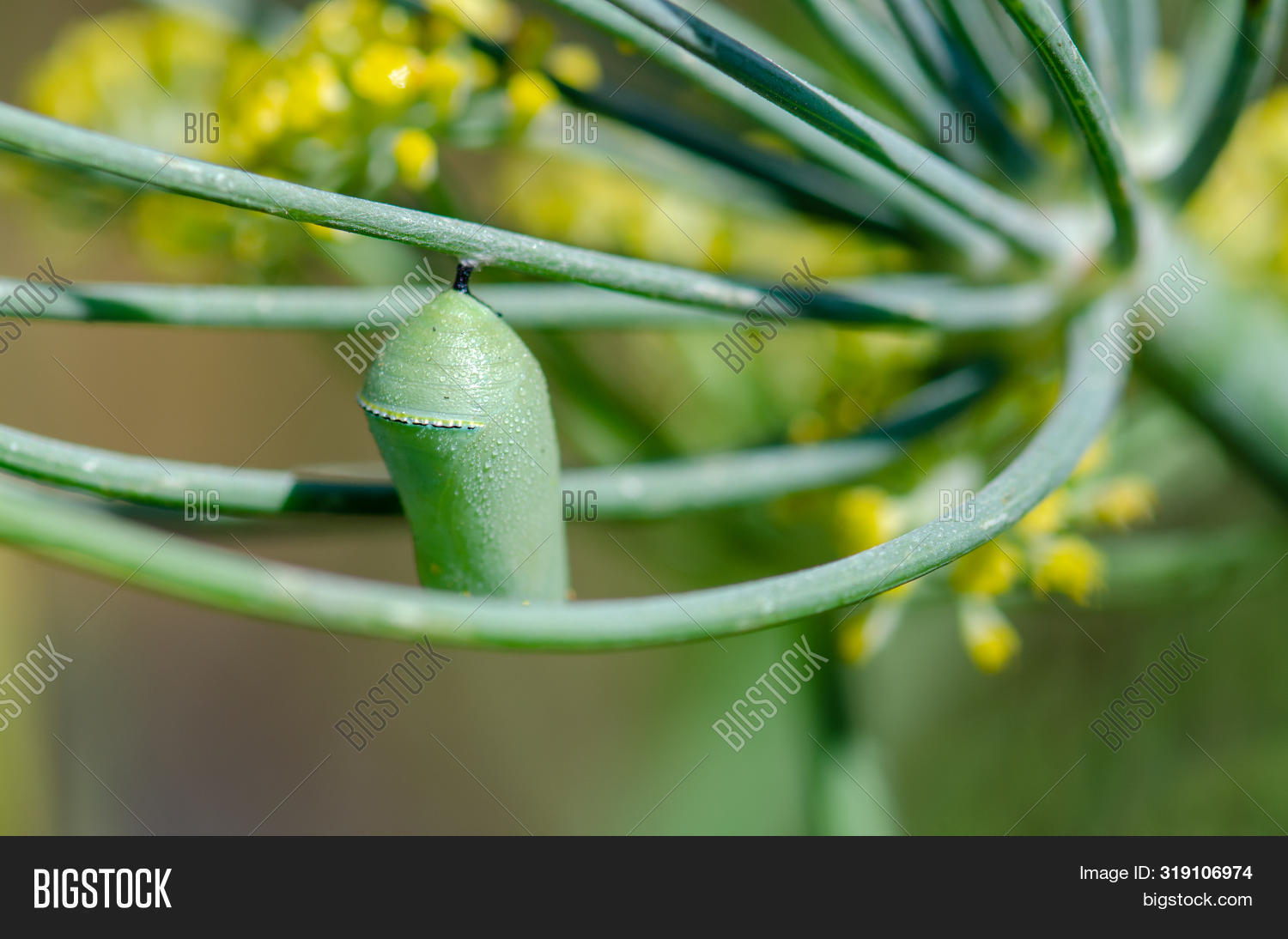 beautiful,beer-sheba,branch,bug,butterfly,chrysalis,close,closeup,cocoon,copy,creature,cycle,danaus,dew,drops,fall,garden,golden,green,insect,invertebrate,lepidoptera,life,macro,metamorphosis,migration,milkweed,monarch,morning,natural,nature,plant,plexippus,pupa,pupae,pupation,space,species,stage,stripe,summer,up,water,wet,wildlife,yellow,zoo