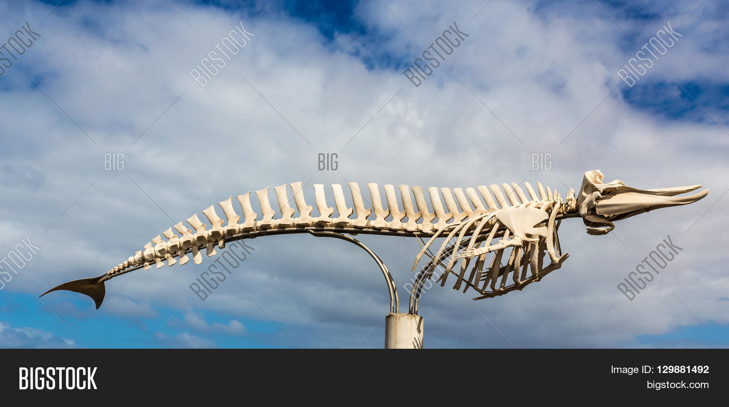 whale,skeleton,mammal,bone,spain,animal,sea,fuerteventura,beach,dead,island,coast,canary,death,sperm,ocean,carcass,blue,sky,remains,white,life,fish,jandia,blower,giant,nature,cotillo,europe,skelet,subrack,body,anatomy,cavirostris,ziphius,landmark,baleen,big,whole,detail,sculpture,sun,sunny,whalebone,leviathan,head,tail,back,ribs