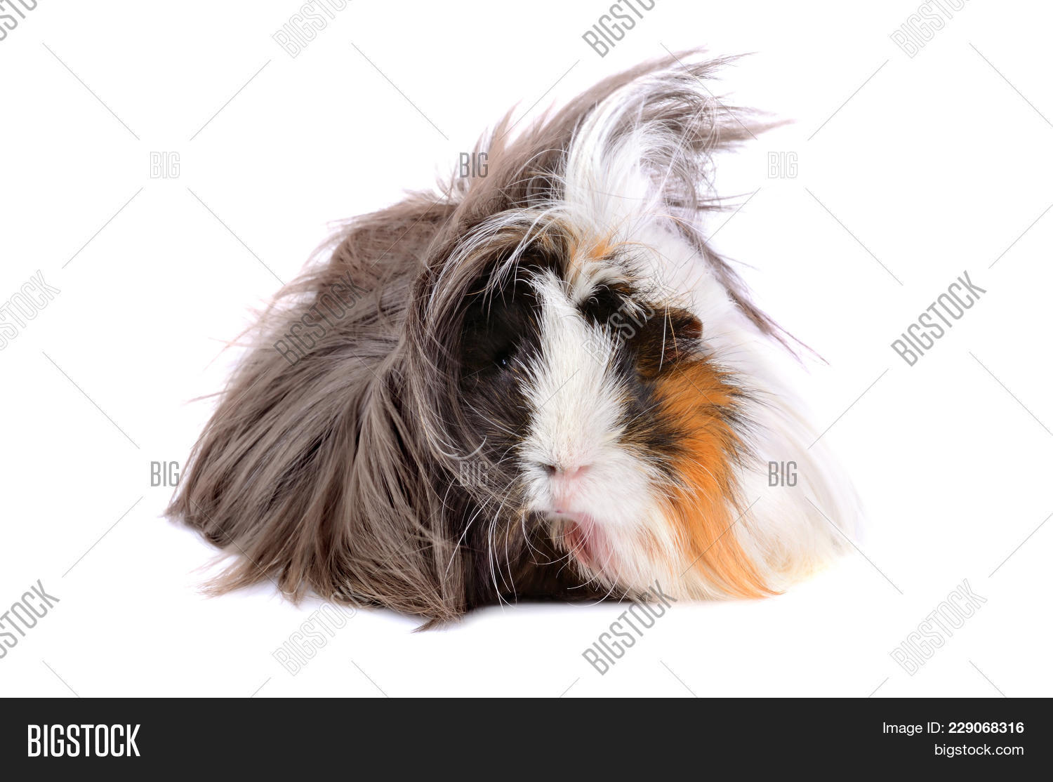 animal,background,beige,black,brown,cavia,cavy,close-up,color,cute,domestic,funny,fur,gnawer,guinea,guineapig,hair,isolated,long,mammal,one,pet,pig,rodent,shaggy,shot,studio,white
