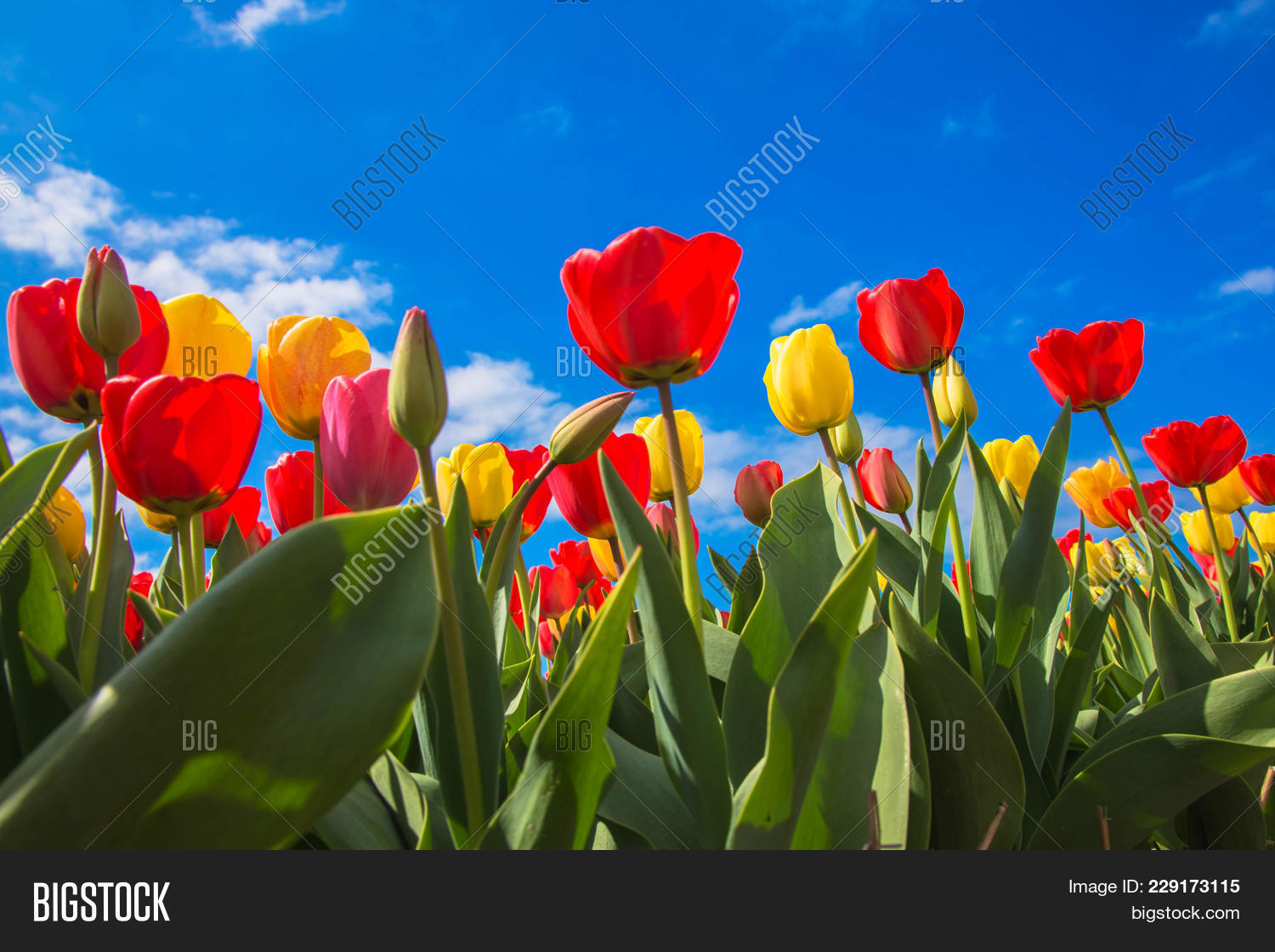 amsterdam,background,beautiful,beauty,bloom,blossom,blossoming,blue,color,colorful,darwin,dutch,europe,field,flora,floral,florescence,floret,flower,fresh,garden,green,holland,hybrid,idyllic,keukenhof,landscape,leaf,light,nature,netherlands,outdoor,park,pink,plant,red,rural,scene,scenery,schans,season,sky,spring,travel,tulip,view,yellow,zaanse