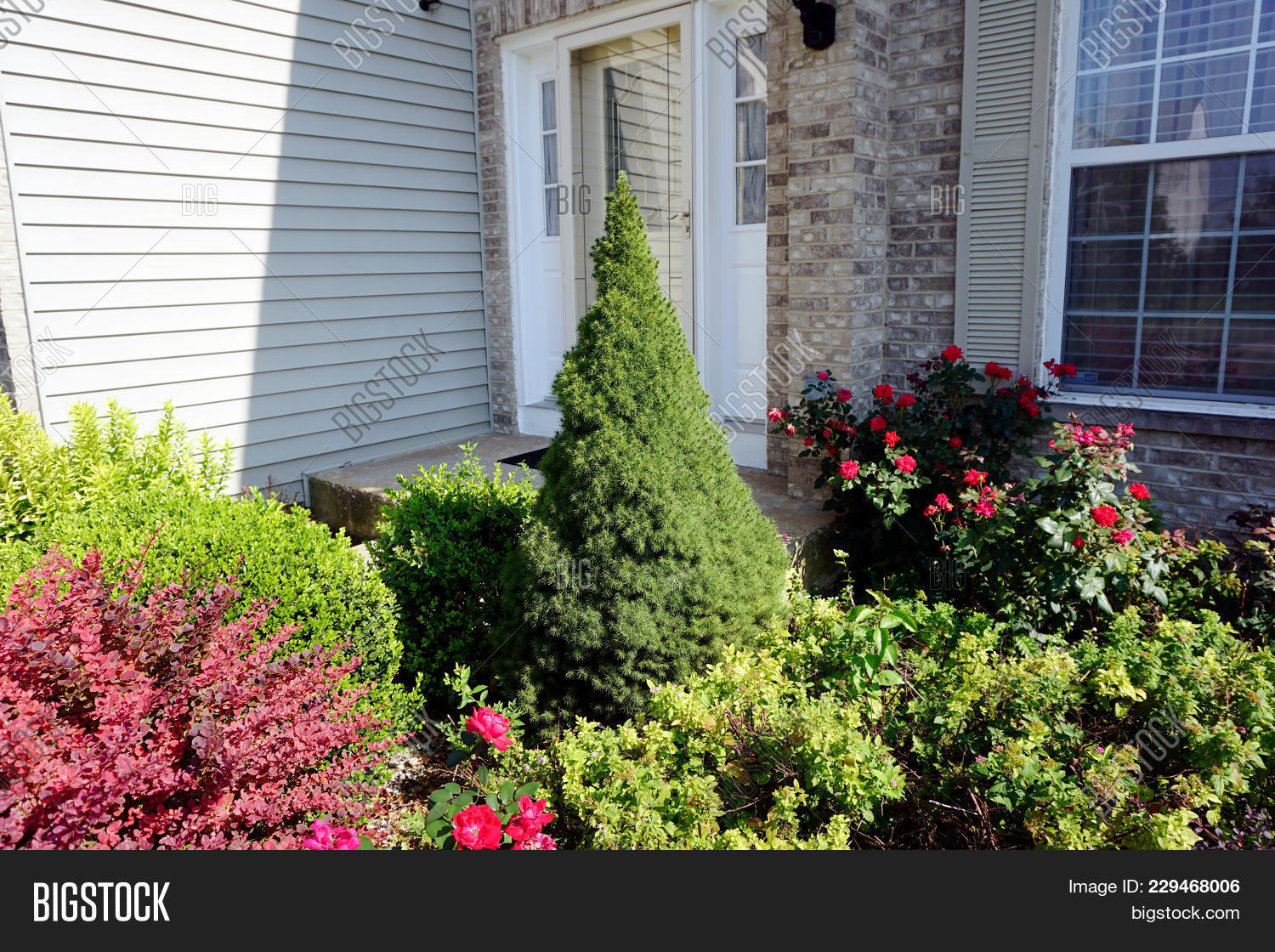 alberta,american,architecture,barberry,berberis,boxwood,bush,buxus,chicago,chinese,city,club,conica,country,county,crimson,door,dwarf,front,garden,glauca,home,house,illinois,japanese,joliet,july,korean,nature,neighborhood,picea,plainfield,plant,red,rose,shrub,sinica,spruce,subdivision,suburb,suburban,suburbia,summer,thunbergii,tract,tree,wall,wesmere,will,yard