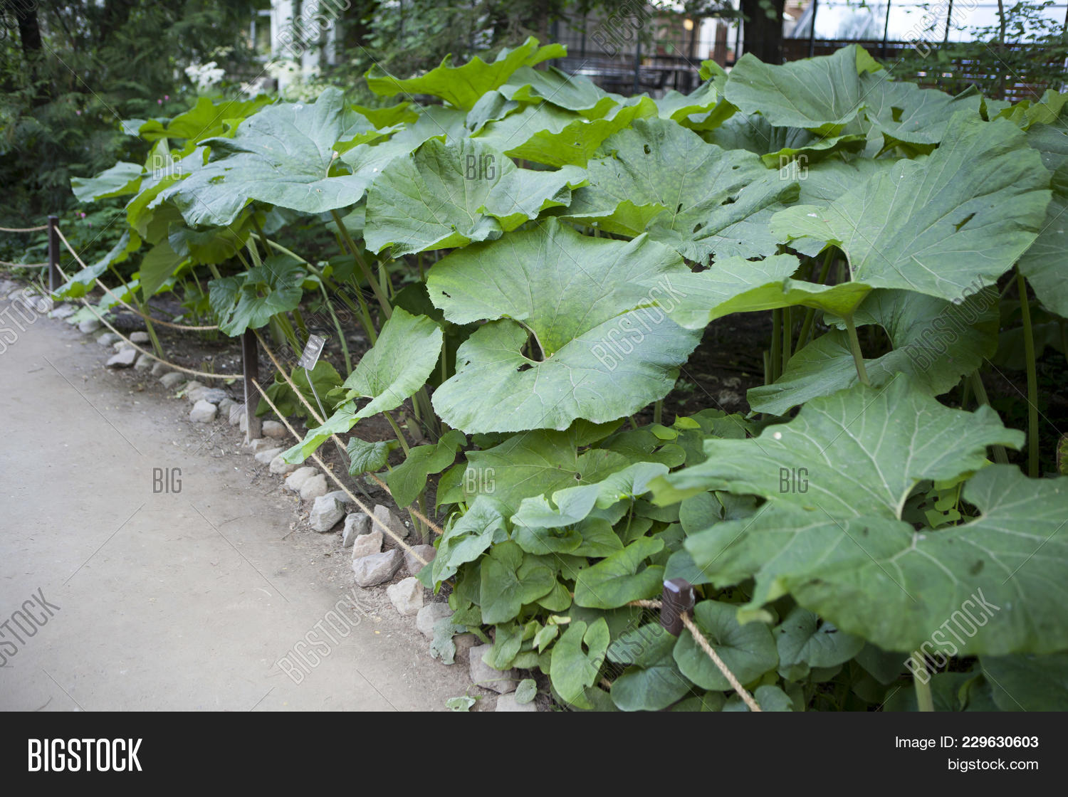 asteraceae,background,butterbur,close-up,cover,curl,curled,curly,drinkwater,flower,foliage,fuki,garden,gardening,green,ground-cover,herbaceous,horticulture,ireland,lamina,landscape,large,large-leaved,leaf,leafy,leathery,leaves,medicinal,nature,perennial,plant,planting,ros,spiral,spiraled,stripes,sweet-coltsfoot,twist,waxy,wildflower