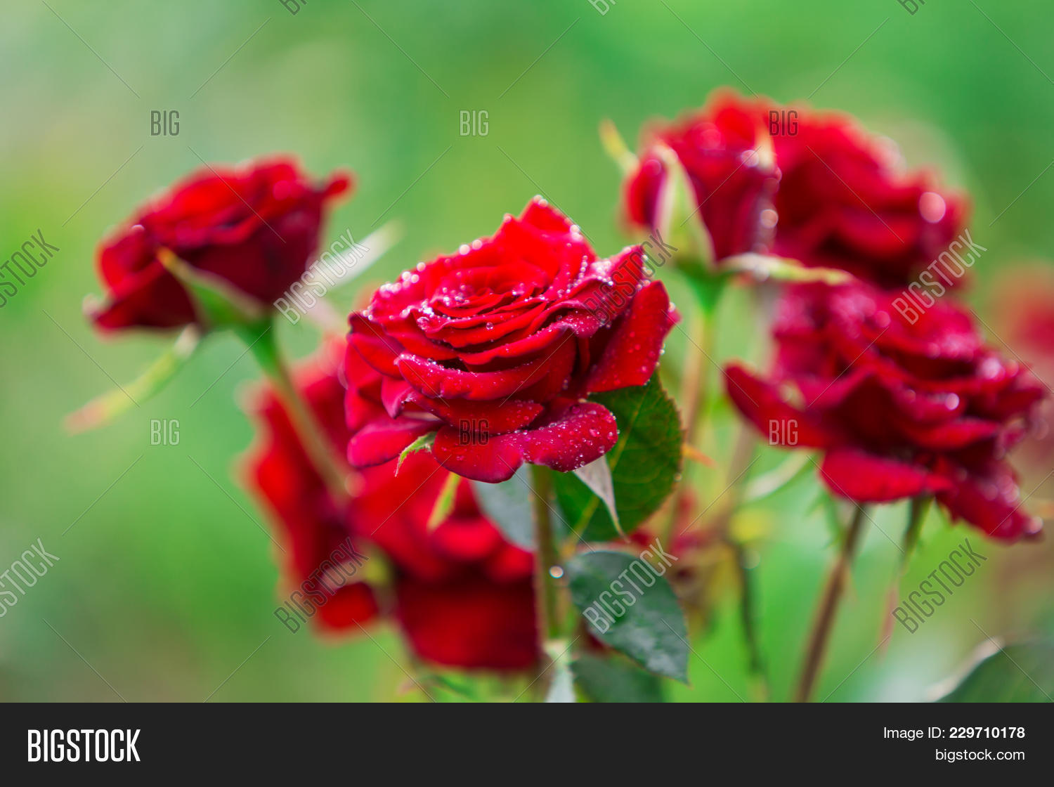 Gorgeous Red Rose Flowers With Rain Drops On Amazing Floral