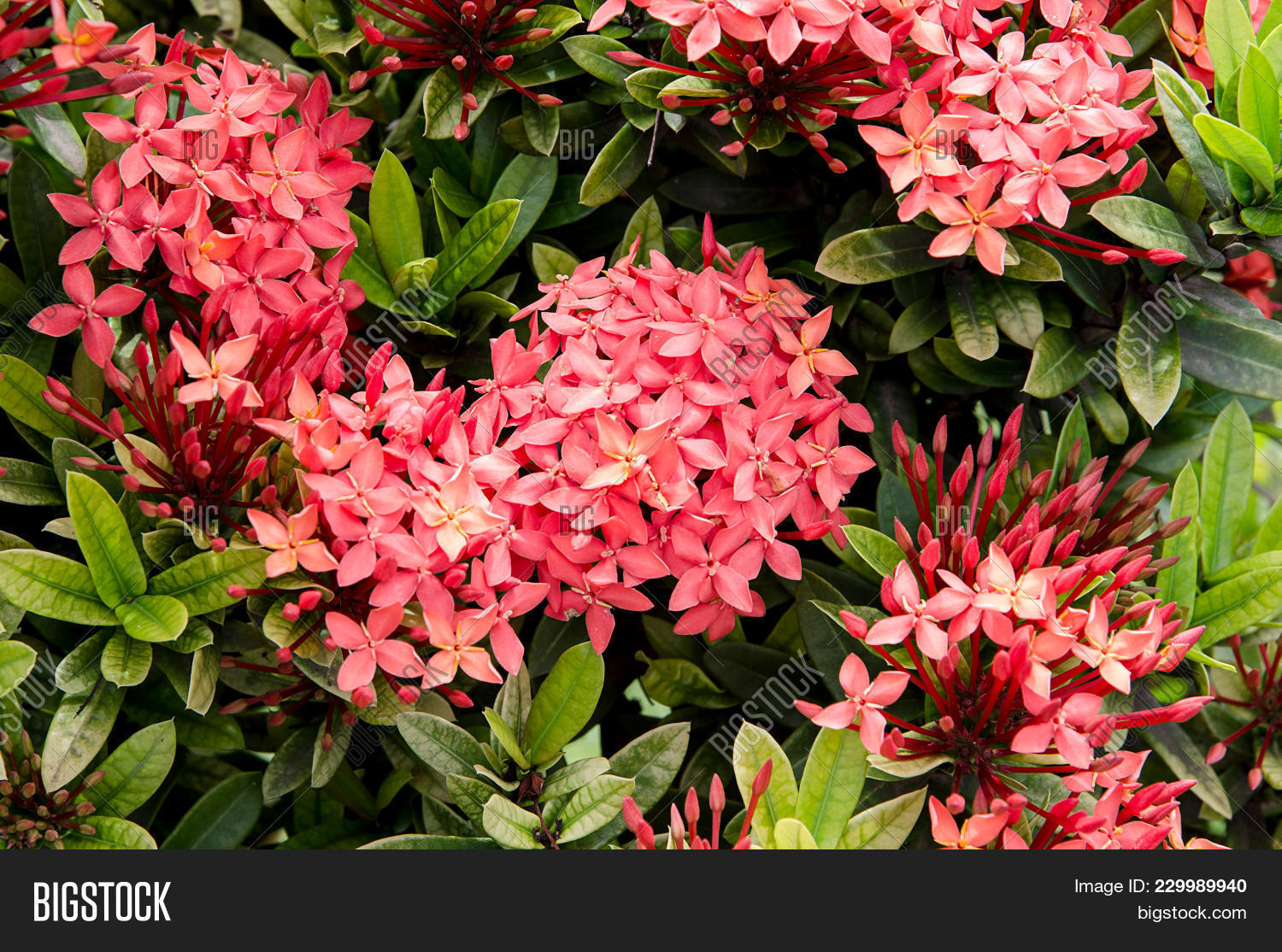 background,beautiful,bloom,bohol,botany,closeup,colorful,flower,foliage,garden,ixora,nature,outdoor,park,philippines,plant,red,santan,shrubs,summer
