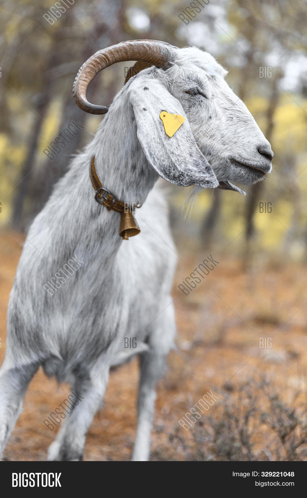 agriculture,anglo,anglo-nubian,animal,background,beautiful,bell,breed,brown,close-up,closeup,country,cute,cyprus,domestic,domesticated,ears,eating,face,farm,field,food,forest,goat-ling,goats,grazing,head,horns,husbandry,livestock,long,looking,lop,male,mammal,mature,mountains,nature,nubian,old,outdoors,pasture,pet,portrait,right,rural,side,standing,white,young