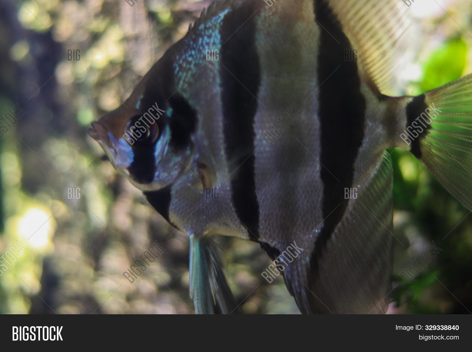 angelfish,annularis,aqua,aquarium,aquatic,background,beach,black,blue,bright,clear,coral,deep,diving,exotic,fish,life,marine,natural,nature,ocean,pomacanthus,reef,ring,sea,stripe,striped,travel,tropic,tropical,turquoise,underwater,water,white,wildlife