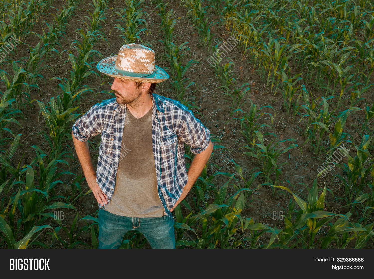 40s,activity,adult,agricultural,agriculture,agronomist,authentic,busy,care,caucasian,confident,control,corn,crops,cultivation,examination,examining,exhausted,farm,farmer,field,handsome,hardworking,hat,heat,looking,maize,male,man,over,overworked,peasant,people,plantation,protection,real,responsibility,responsible,season,sorghum,sorghum-bicolor,standing,straw,summer,sweat,tired,weather,work,worker