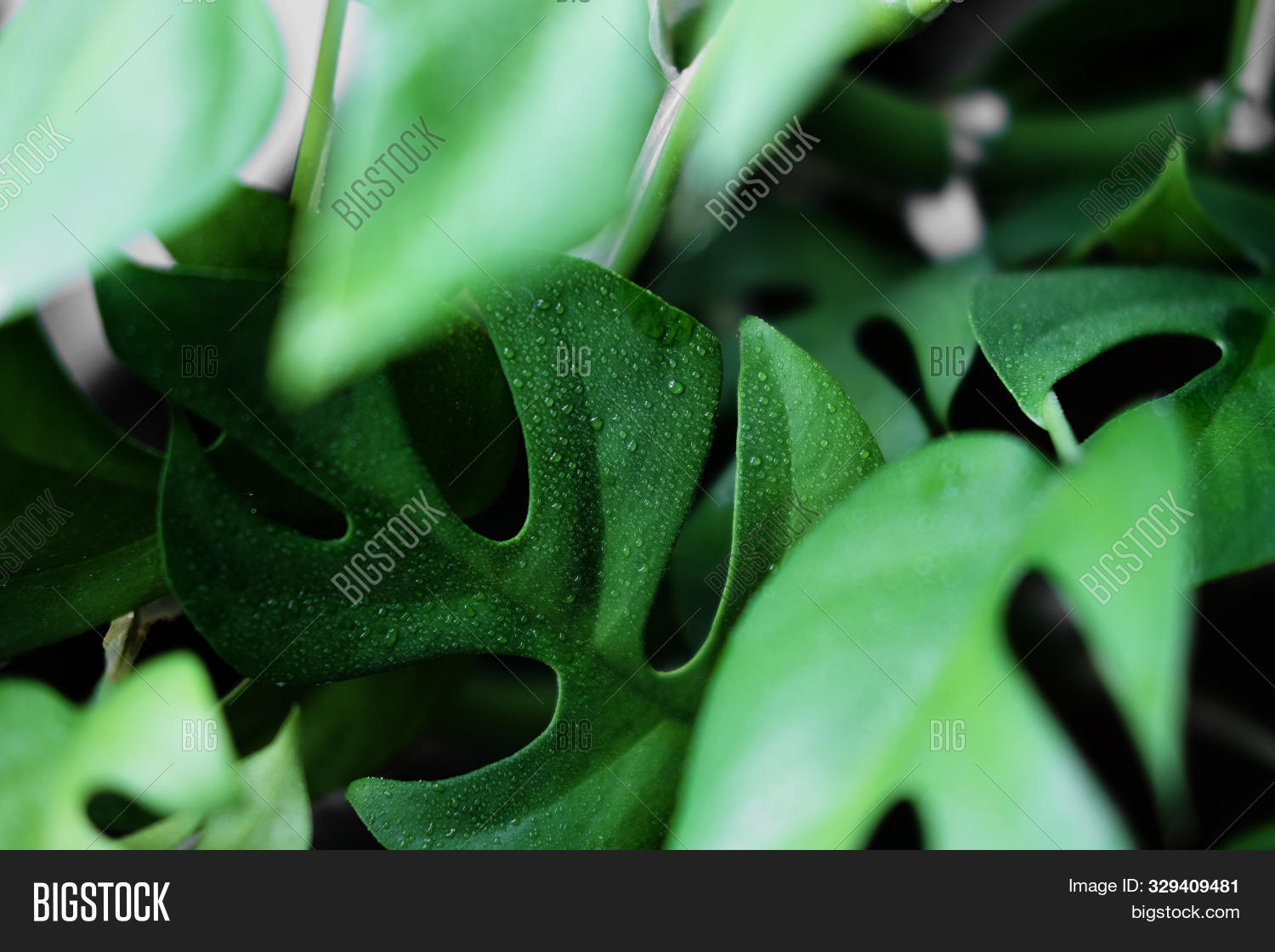 Rhaphidophora,air,botanical,botany,chlorophyll,close,closeup,colorful,decoration,deliciosa,detail,droplets,drops,flora,foliage,forest,fresh,garden,green,growth,holes,house,houseplant,jungle,large,leaf,leafy,leaves,life,lush,macro,minimal,monstera,natural,nature,organic,philodendron,plant,prop,rain,rainforest,stalk,tetrasperma,tropical,tropics,up,vegetation,water,wet,young