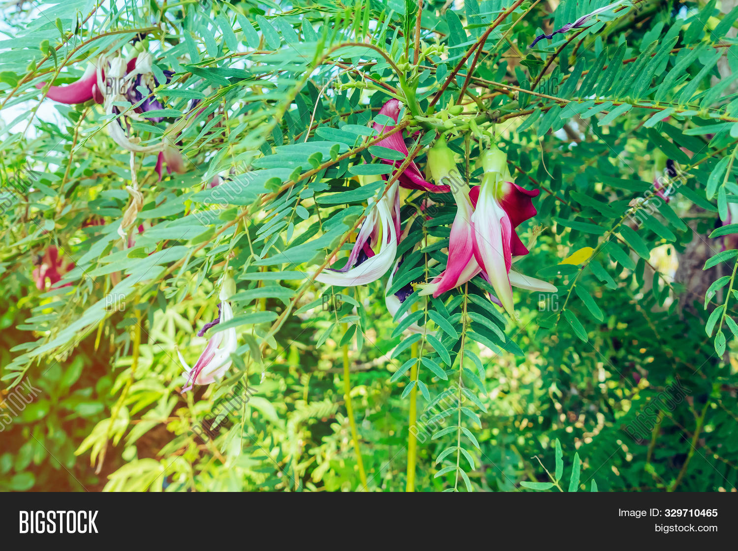 Close Up To Red Agasta Flower (scientific Name: Sesbania Grandiflora ...