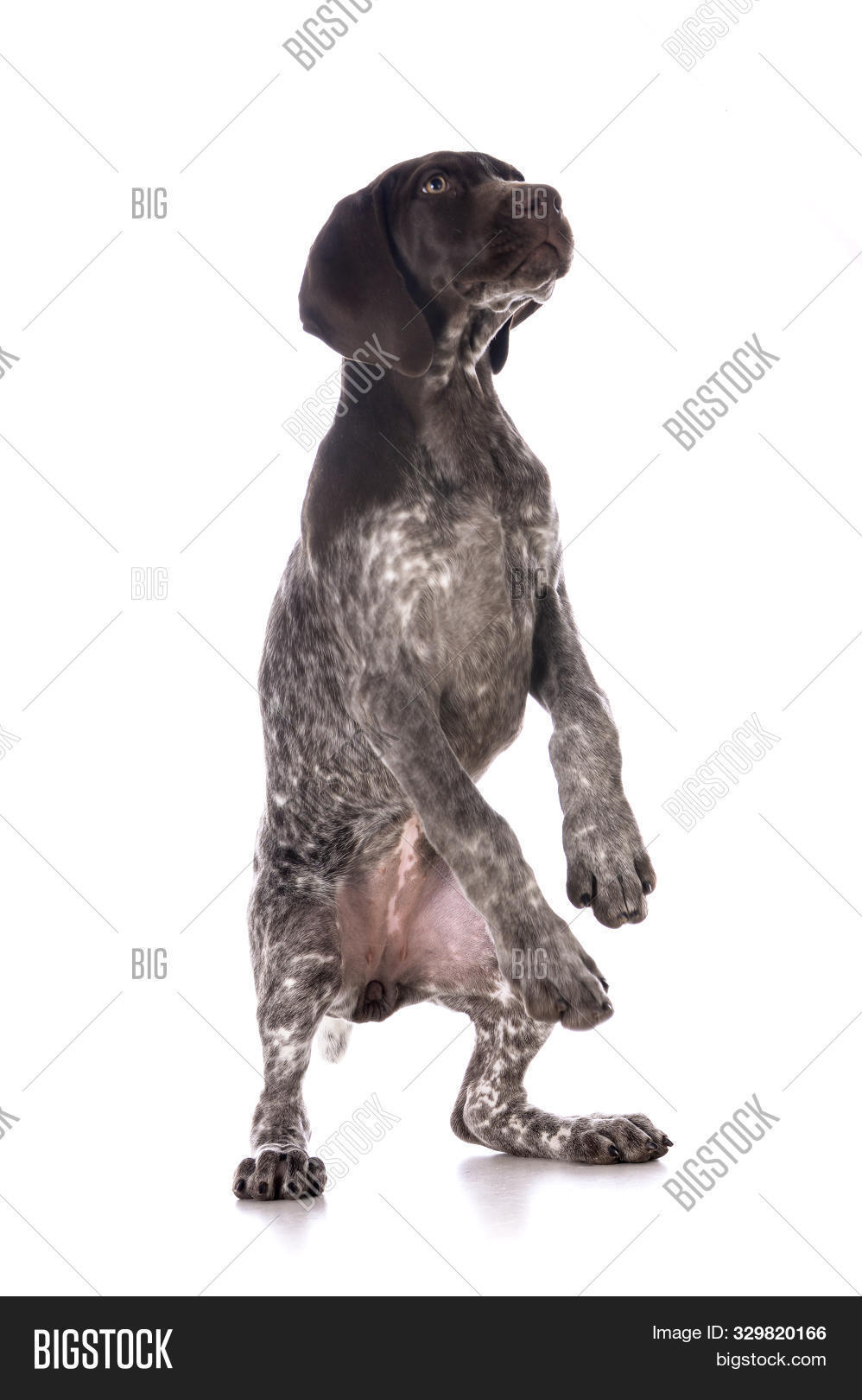 adorable,alone,animal,animal themes,background,beautiful,breed,canine,comical,cute,dog,doggy,domestic,domestic animal,domestic animals,domesticated,face,full length,funny,german,german shorthaired pointer,gundog,healthy,indoors,isolated,isolated on white,looking,looking at camera,mammal,no people,one,one animal,pedigree,pedigreed,pet,playful,playing,pointer,portrait,puppy,purebred,purebred dog,shorthair,shorthaired,spotted,standing,studio,studio shot,white,young