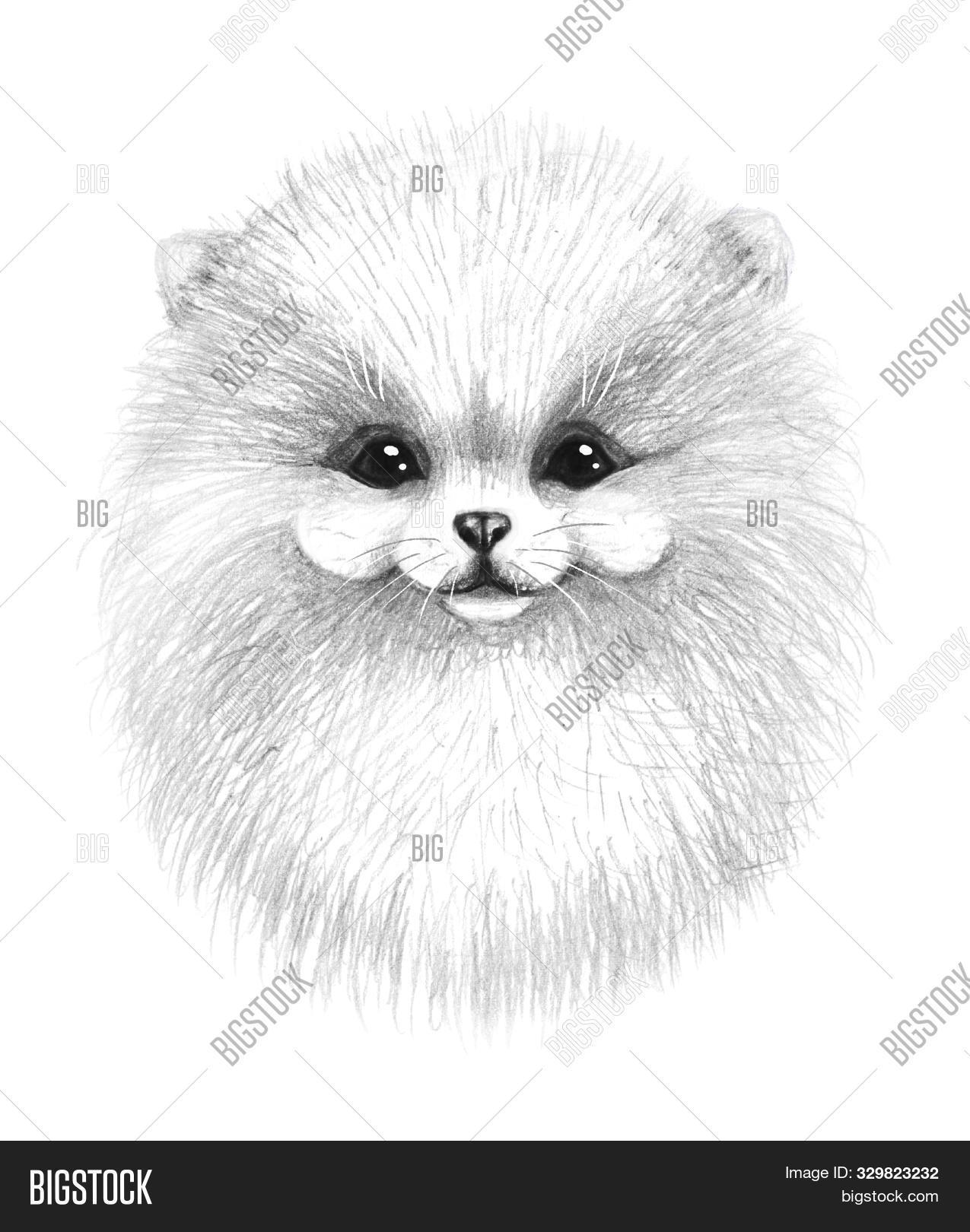 adorable,animal,art,background,big,black,breed,cartoon,character,cheerful,clipart,cub,cute,decoration,design,dog,domestic,drawing,drawn,face,funny,fur,furry,gift,graphic,gray,hand,head,illustration,isolated,kawaii,monochrome,muzzle,pencil,pet,pom,pomeranian,portrait,poster,print,puppy,shirt,single,sketch,small,spitz,sticker,t-shirt,toy,white