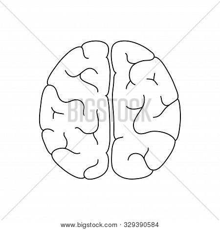 Vector Isolated Illustration Of Human Brain Anatomy. Brain Structure ...