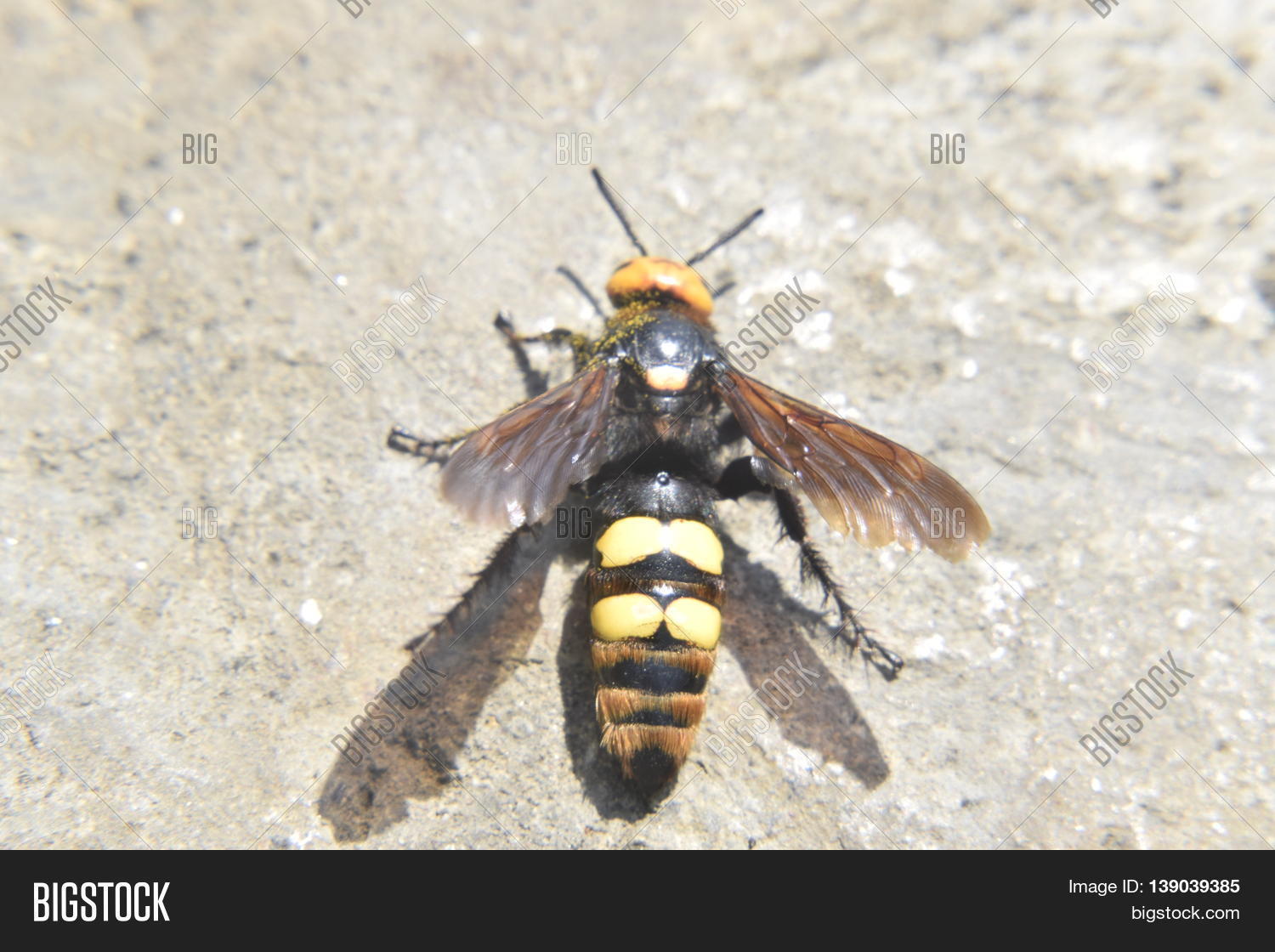 Saw this on the street where my house is. I have no knowledge of bees