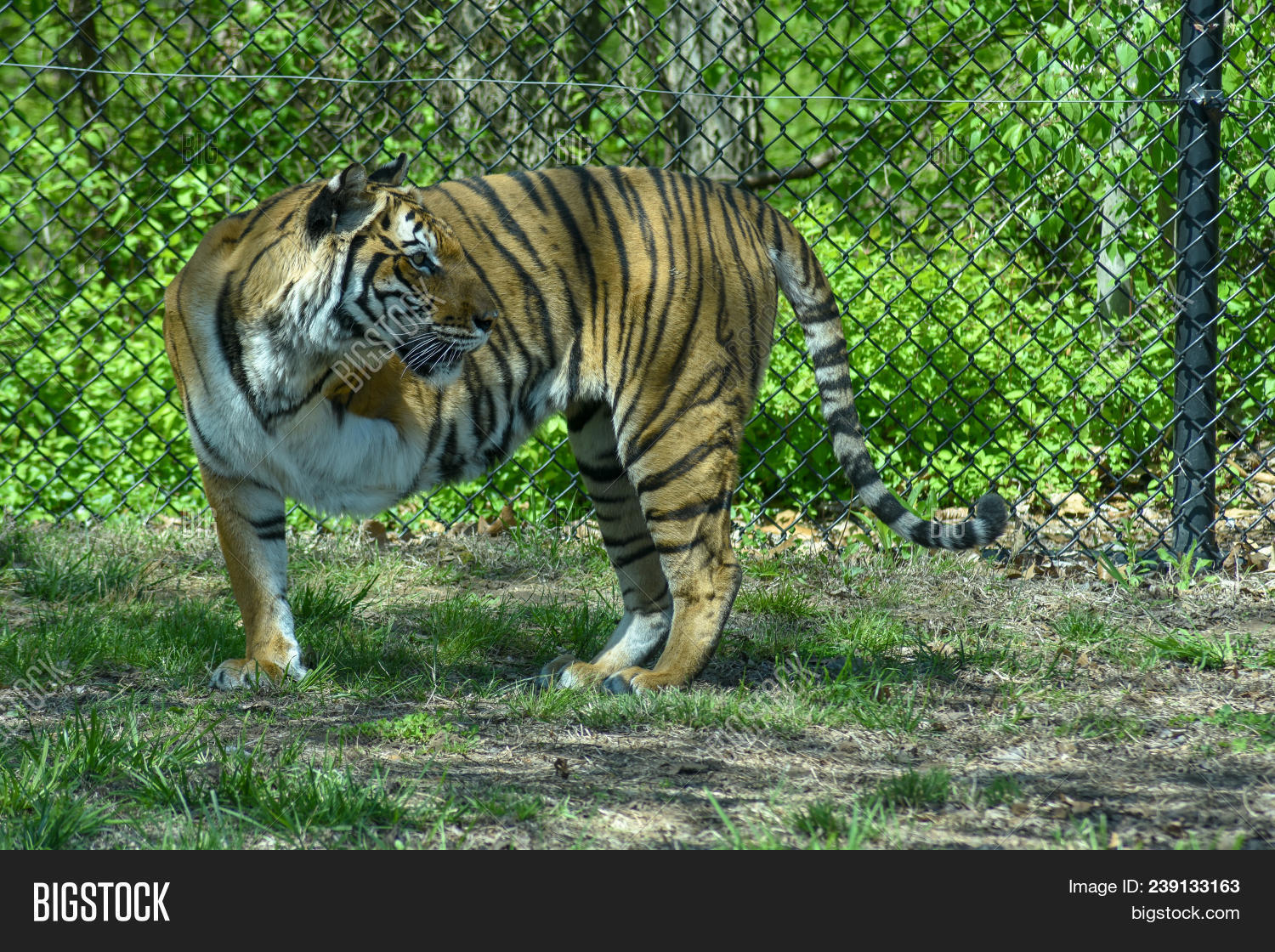 3,gorgeous,legs,out,side,spring,standing,tiger,tigress