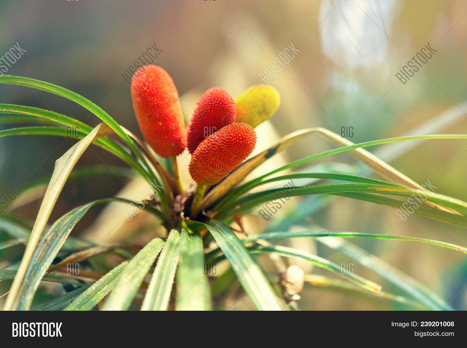 aechmea,background,beautiful,beauty,botanical,botany,brazil,bright,bromelia,bromeliaceae,bromeliad,closeup,colorful,decoration,decorative,ecology,environment,exotic,fasciata,flora,floral,flower,forest,garden,gardening,green,head,landscape,lanka,leaf,natural,nature,ornamental,petal,pink,plant,rain,rainforest,red,sinharaja,sri,summer,sun,sunlight,tree,tropic,tropical,wild,wildlife,yellow