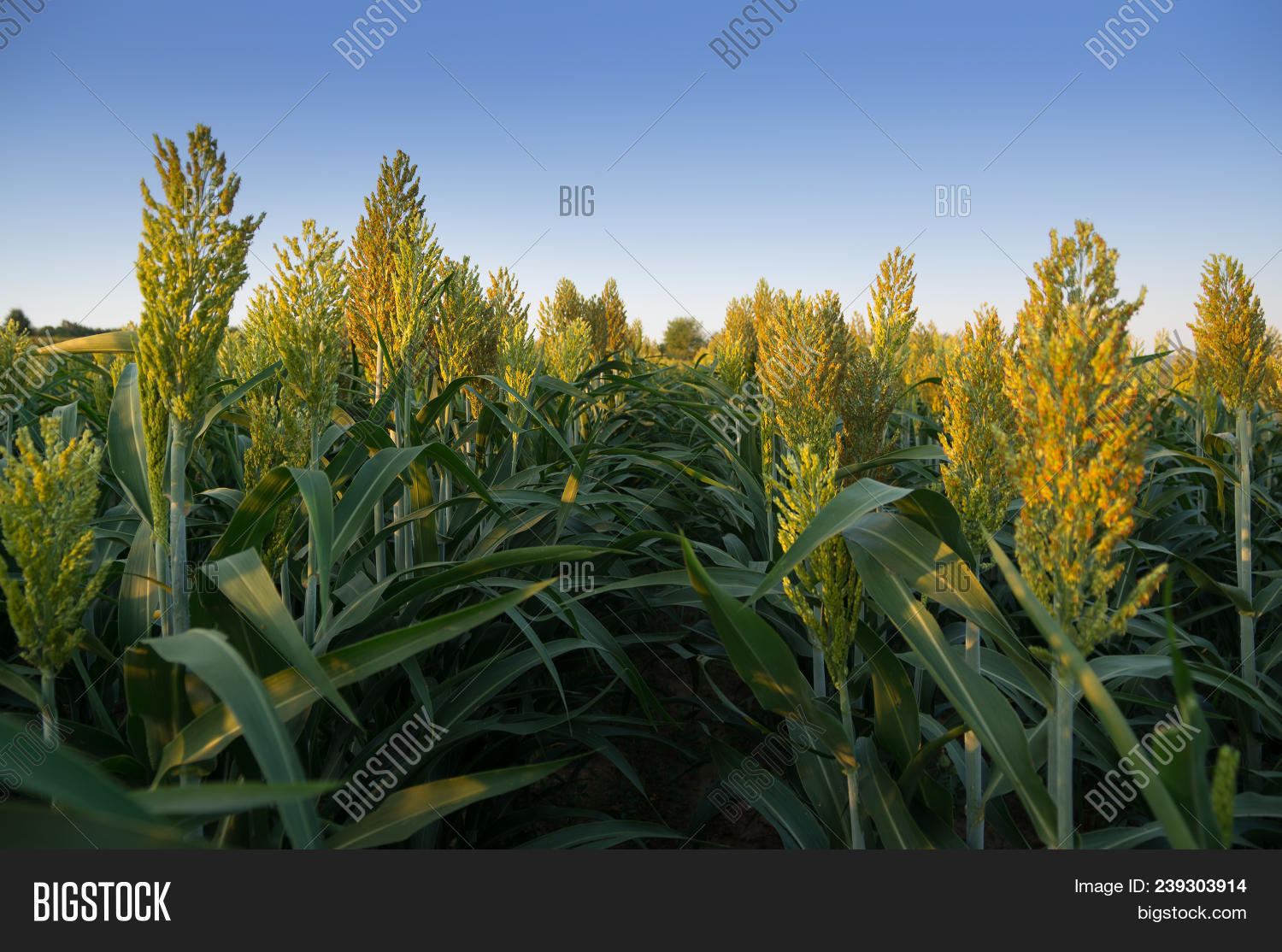 Guinea,Sudan,agricultural,agriculture,biological,cereal,cholam,corn,crop,cultivation,dari,dura,durra,ears,ethanol,farm,farming,feterita,field,food,gaoliang,grain,graminaceous,grass,great,jola,jonnalu,jowar,jowari,juwar,kafir,land,millet,milo,mtama,nutrition,outdoor,plant,plantation,production,ripen,rural,seed,shallu,solam,sorghum,sorgo,spike