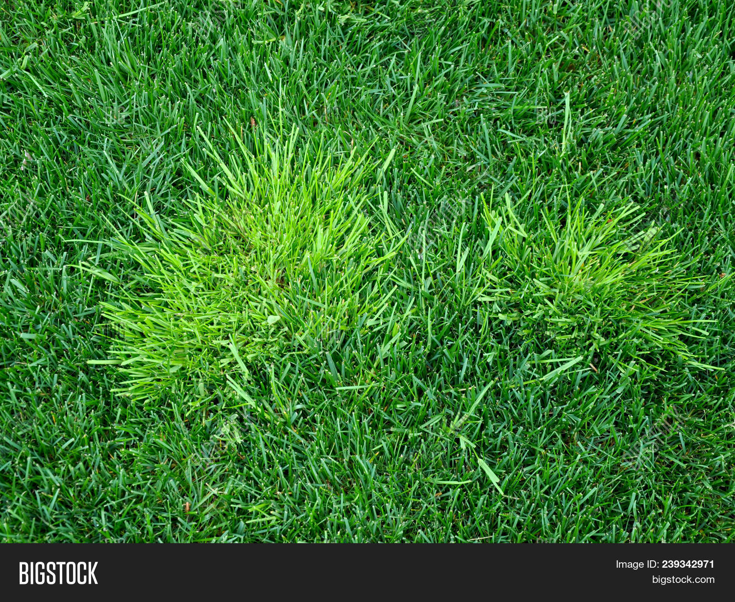 annua,backgrounds,bluegrass,clump,color,emergent,field,germinate,grass,green,grow,growth,herbicides,lawn,meadow,nature,outdoor,plant,poa,spring,summer,texture,trivialis,turf,turfgrass,vitality,weed,yard