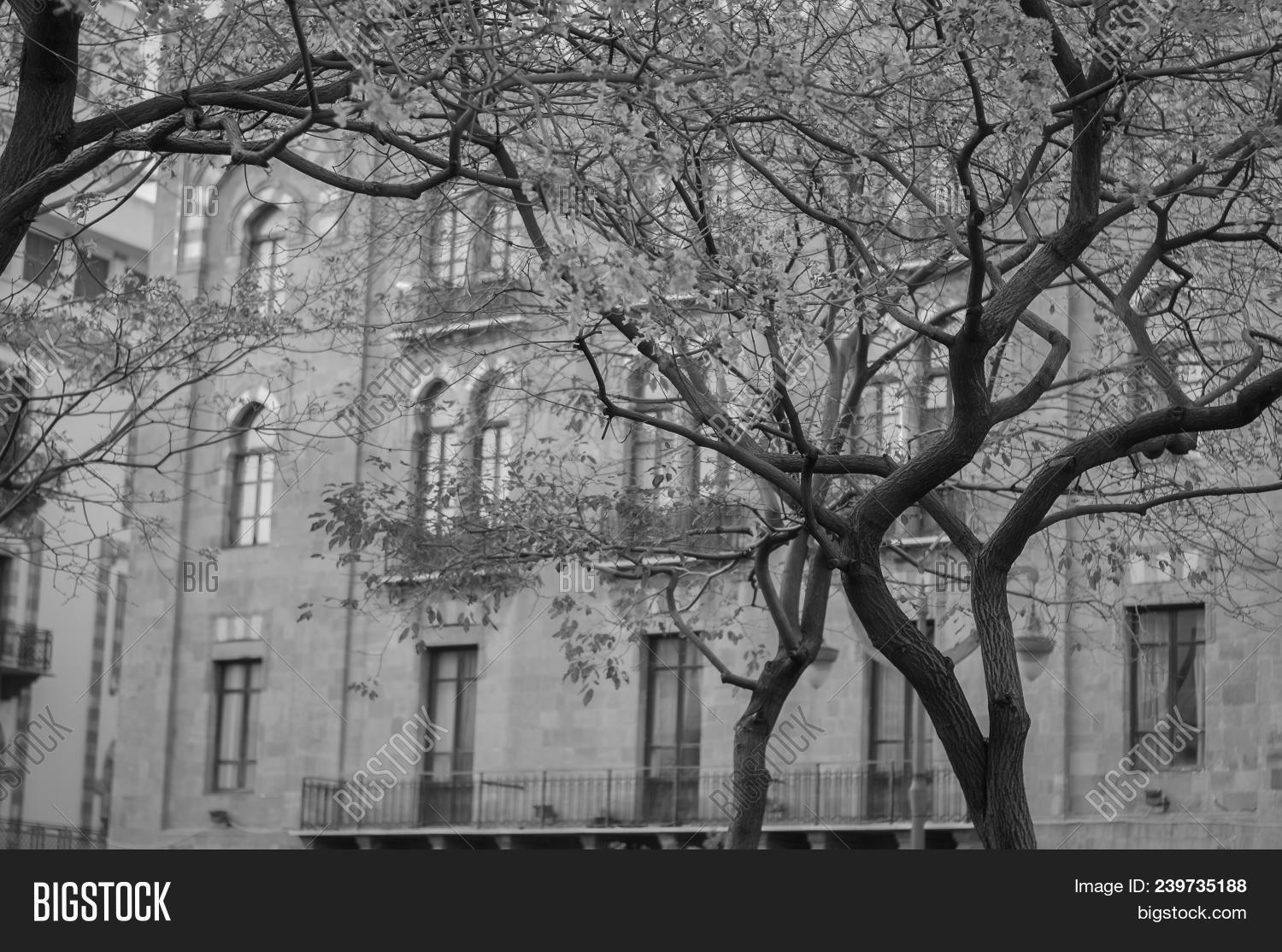 Beirut,Center,Lebanese,Lebanon,and,arches.,architecture,capital,characteristic,classical,countr,of,the,tree
