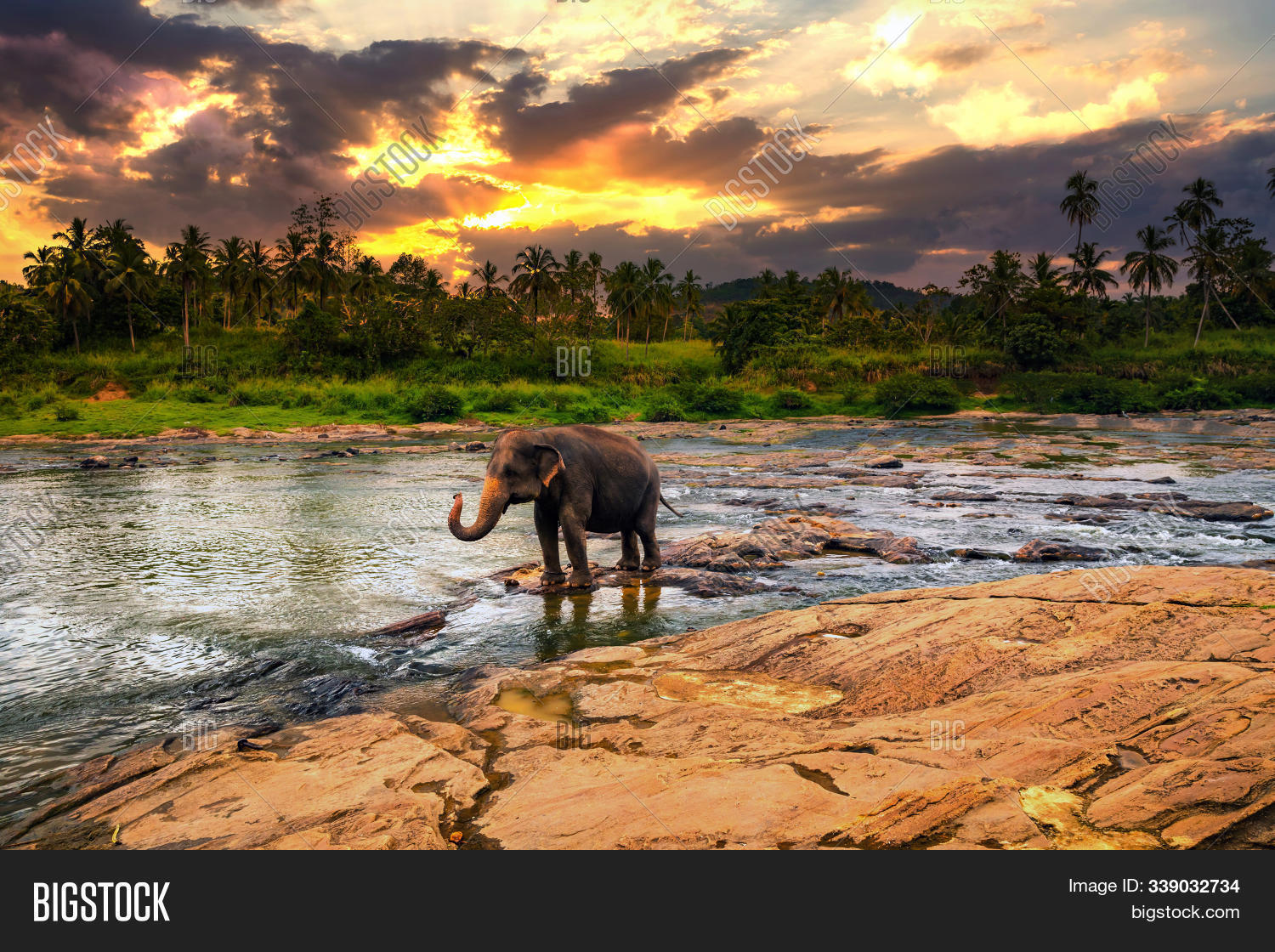 Pinnawala,adventure,animal,asia,asian,bath,bathing,beauty,big,bright,ceylon,ears,eco,elephant,environment,exotic,forest,green,group,herd,idyllic,island,joy,jungle,landscape,lanka,mammal,morning,mountain,natural,nature,outdoor,palm,park,reserve,river,safari,sky,sri,sun,tour,tourism,travel,tree,trunk,vacation,water,wild,wildlife