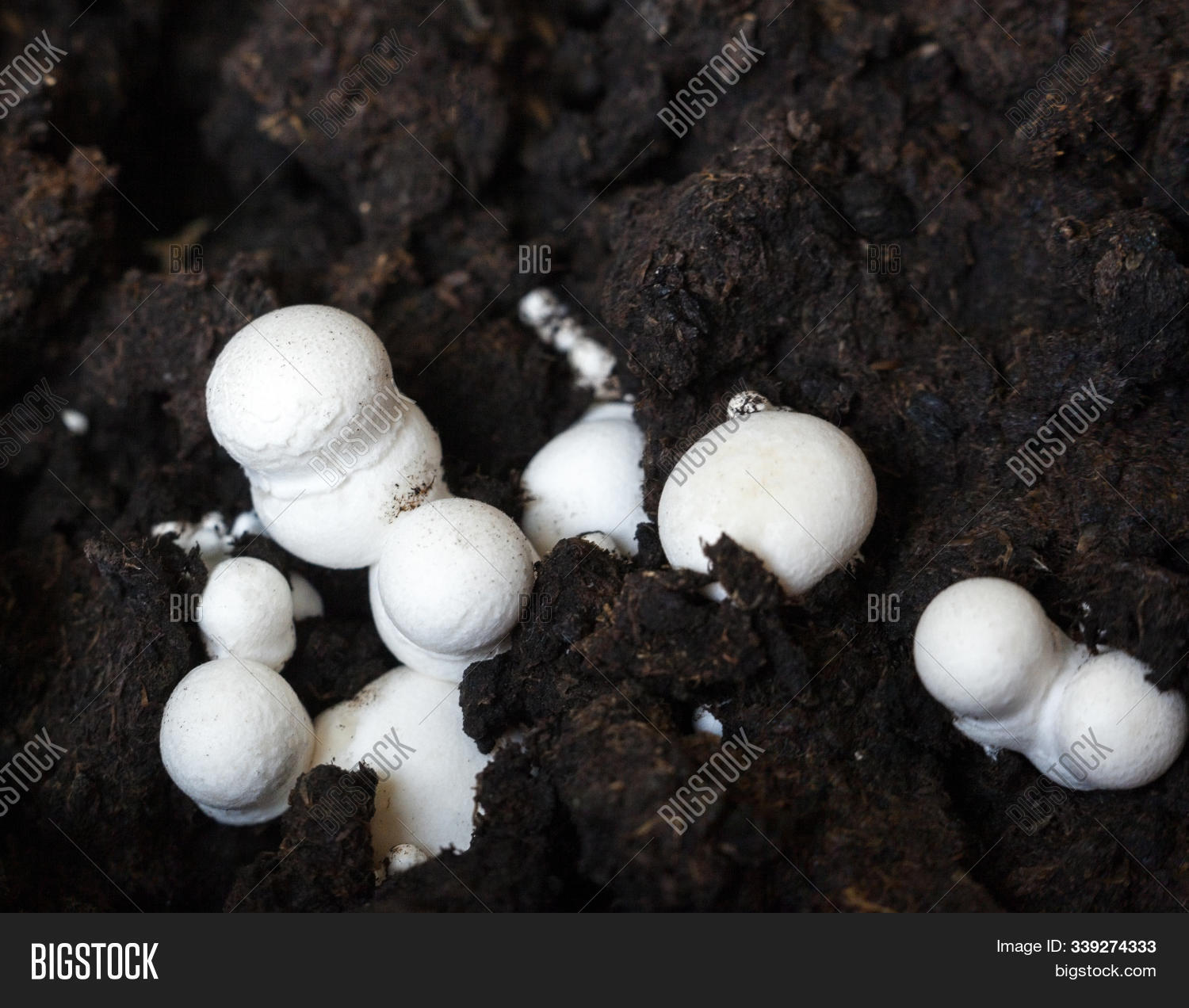 Agaricus,agriculture,bisporus,black,brown,button,campestris,cap,champignons,close-up,common,crimini,cultivated,earth,eatable,edible,farm,farmer,field,food,fresh,fungal,fungi,fungus,garden,gather,gill,ground,grow,growth,harvest,immature,mature,meadow,mushroom,natural,nature,organic,pick,plant,portobello,raw,soil,table,vegan,vegetable,vegetarian,white,wild,yield