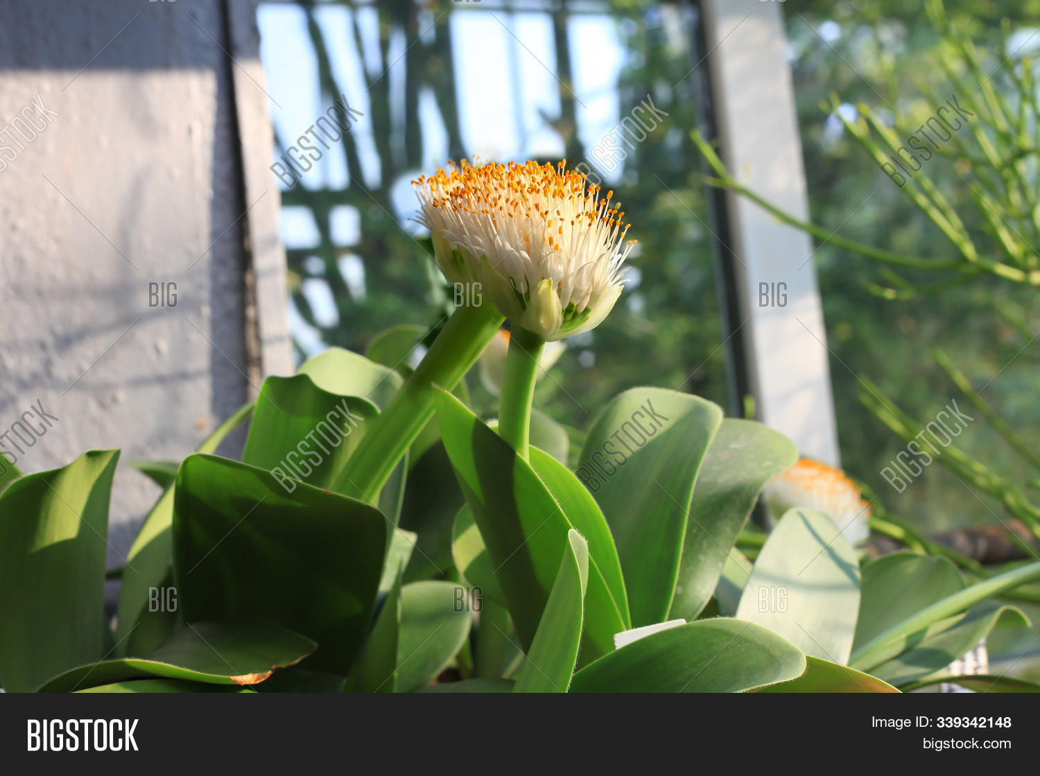 africa,albiflos,amaryllidaceae,background,bloom,blooming,blossom,botanic,botanical,botany,close,closeup,elephant,evergreen,exotic,flora,floral,flower,flowering,flowerpot,garden,green,haemanthus,leaf,leaves,lily,nature,paintbrush,plant,pot,potted,south,tongue,white