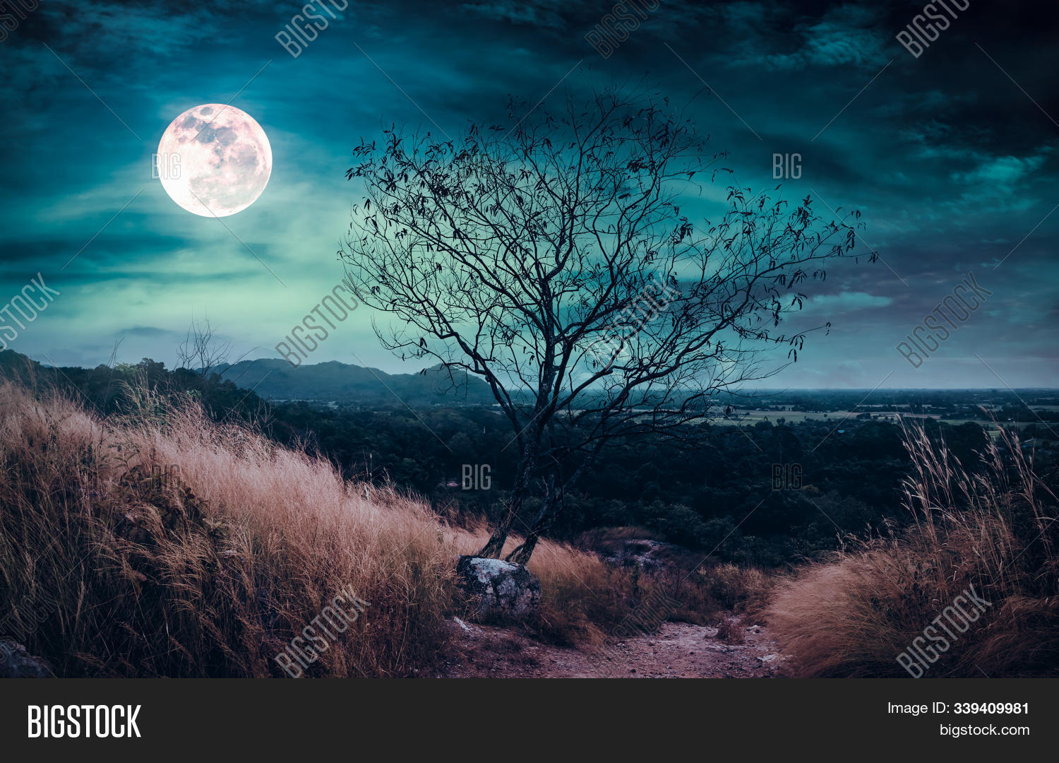 background,beautiful,beauty,big,bright,cloud,environment,footpath,full,grass,halloween,hiking,horizontal,horror,landscape,light,lunar,midnight,moon,moonbeam,moonlight,moonrise,mountain,natural,nature,nice,night,nobody,outdoors,path,peace,peaceful,pretty,scenic,serenity,shiny,silhouette,sky,super,trail,tranquil,travel,tree,trekking,view,walkway,way,wild,wilderness