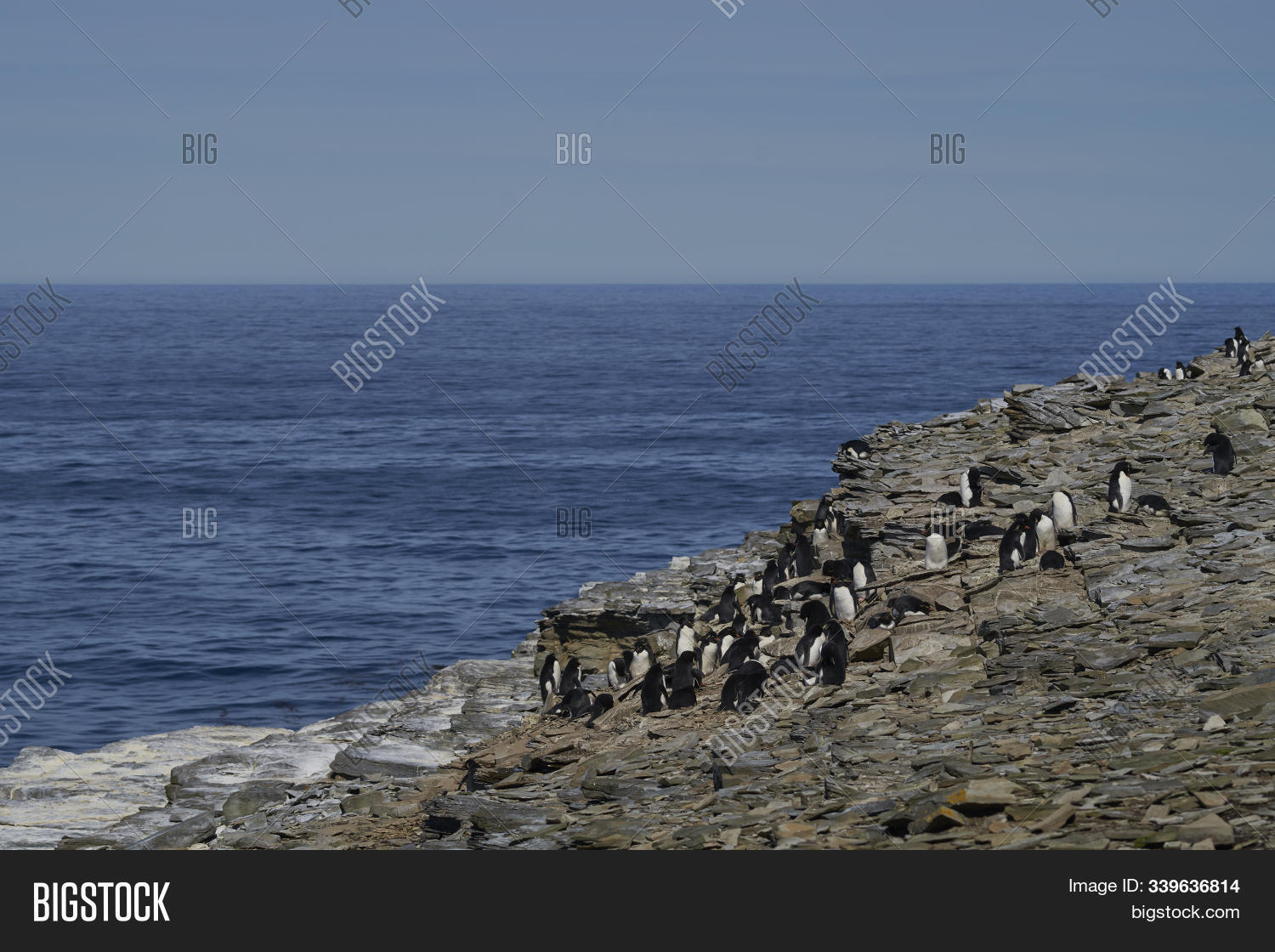 Colony Of Rockhopper Penguins (eudyptes Chrysocome) On The Cliffs Of ...