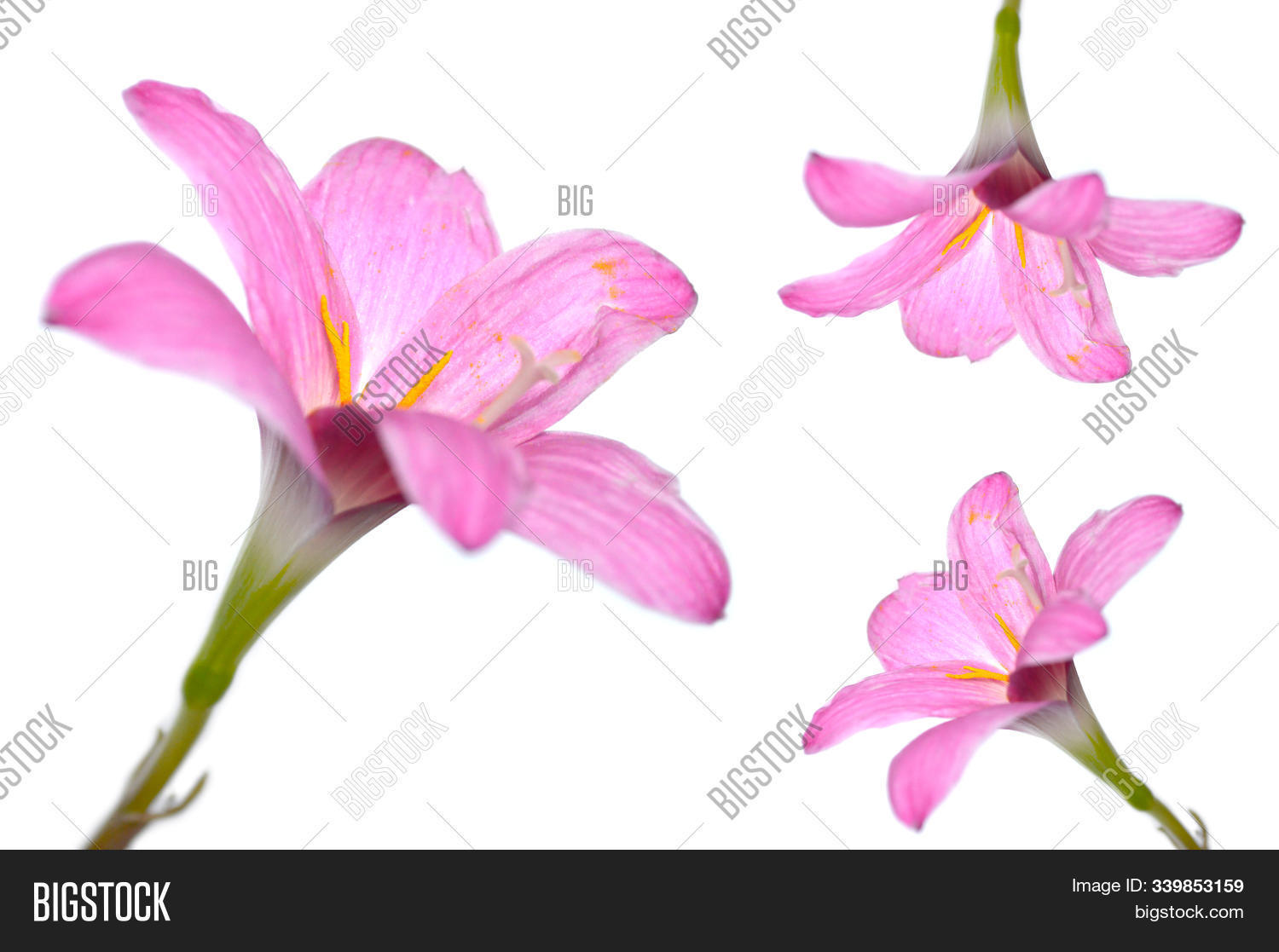 amaryllidaceae,angiosperm,anther,asia,asian,background,beautiful,blossom,filament,flora,floral,flower,garden,green,isolated,lily,monocot,ornamental,petal,pink,plant,rain,receptacle,sepal,stamens,stigma,style,thai,thailand,white,yellow