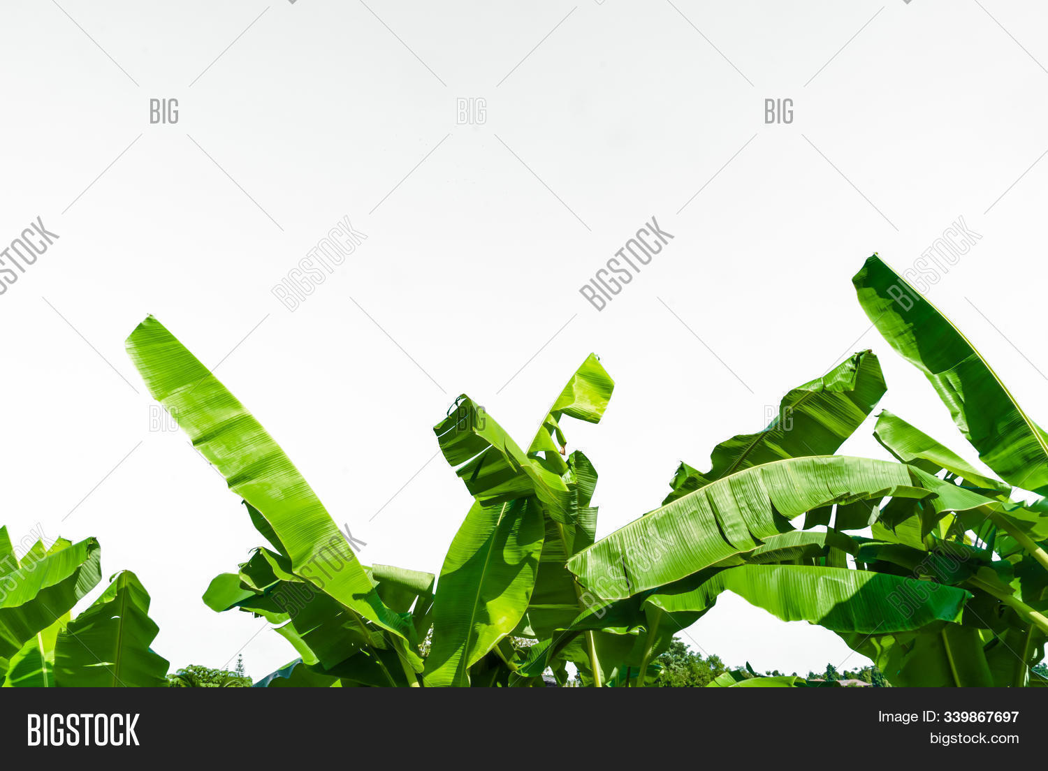 abstract,agriculture,area,background,banana,beautiful,beauty,botanic,botanical,botany,branch,closeup,color,cut,detail,ecology,environment,flora,foliage,forest,fresh,garden,green,greenery,grow,growth,isolated,leaf,lush,natural,nature,object,organic,outdoor,palm,plant,season,space,spring,stem,summer,texture,thailand,tree,tropic,tropical,trunk,white