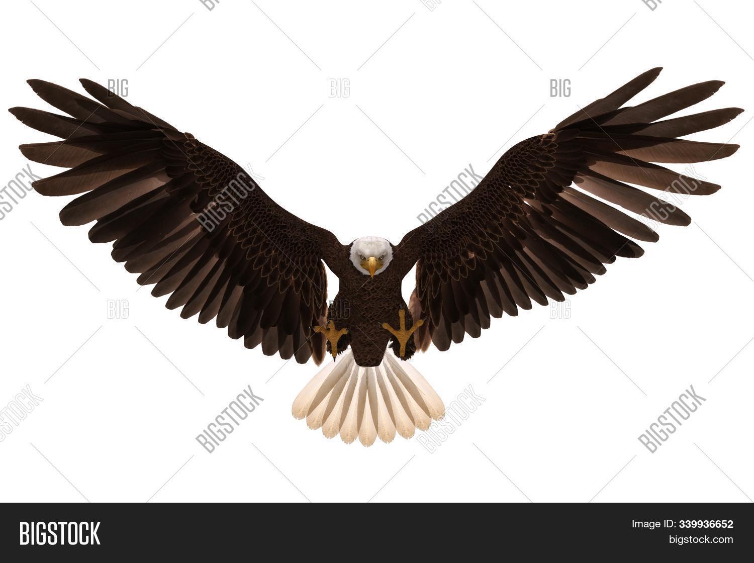 3d,america,american,animal,background,bald,beak,beautiful,bird,brown,eagle,eye,fauna,feather,flight,flying,freedom,head,hunt,illustration,isolated,looking,nature,ornithology,outdoor,portrait,predator,prey,symbol,usa,white,wild,wildlife,wing