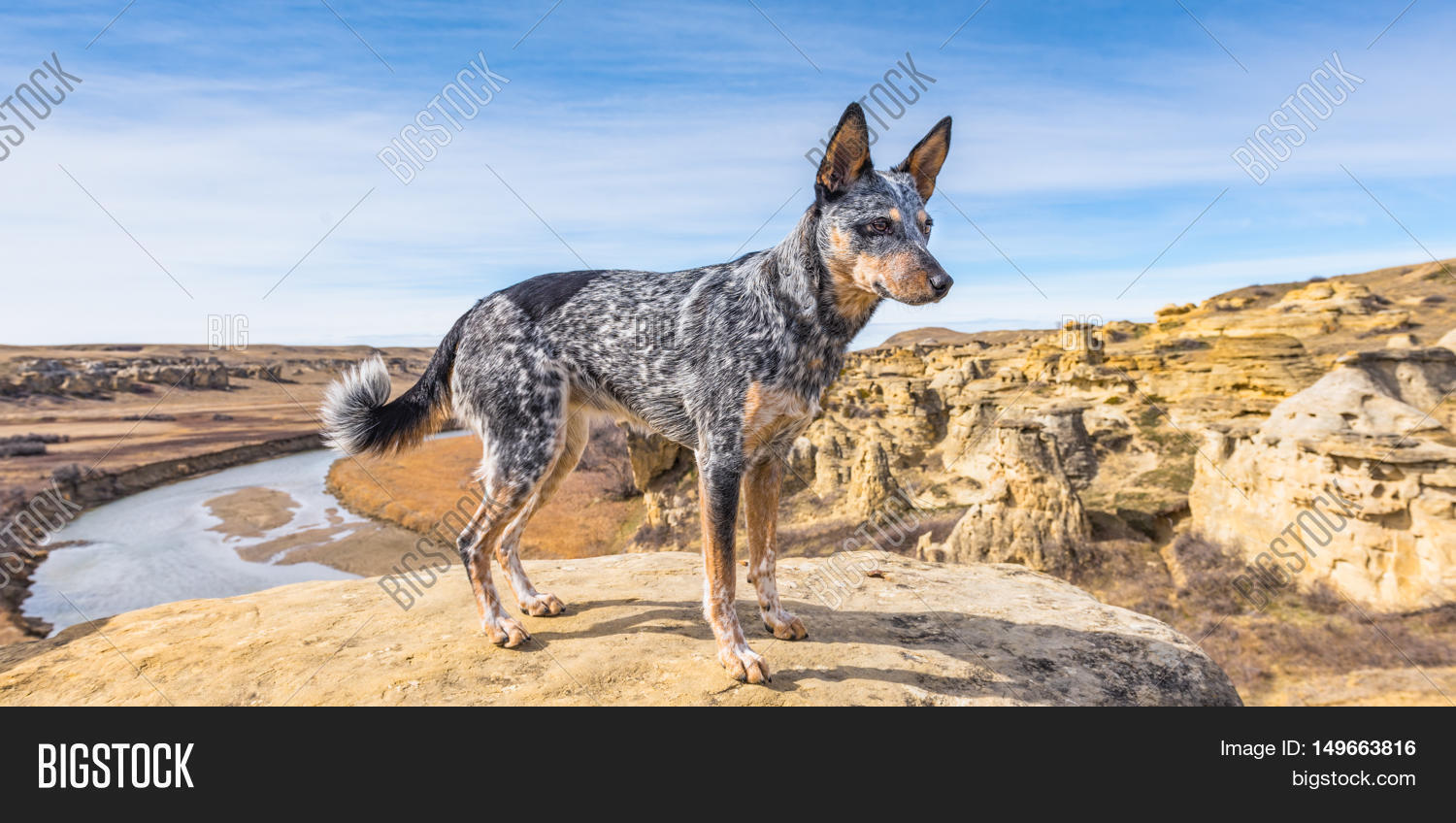 hoodoo valley heelers