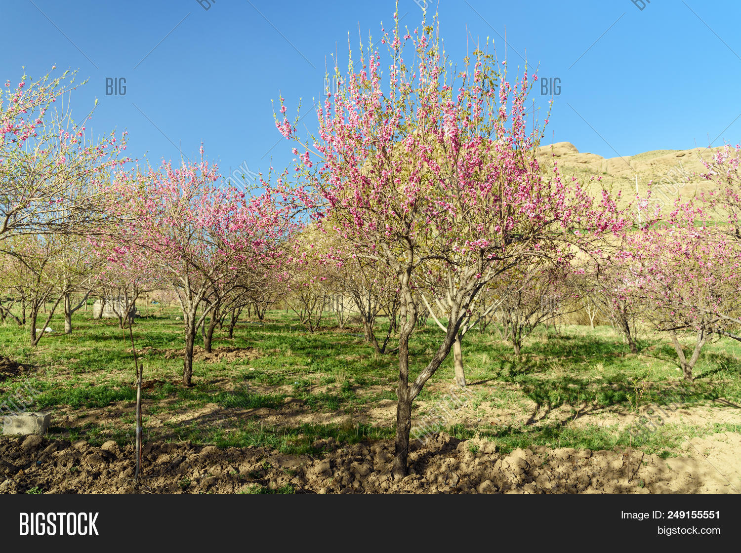 County,Kermanshah,Khorramabad,asia,beautiful,beauty,bloom,blooming,blossom,botany,branch,bright,cherry,day,flora,flower,fresh,garden,green,hill,iran,landscape,lorestan,nature,outdoor,park,persia,pink,plant,province,sakura,scenery,scenic,season,seasonal,spring,springtime,tourism,travel,tree,vacation,view,village