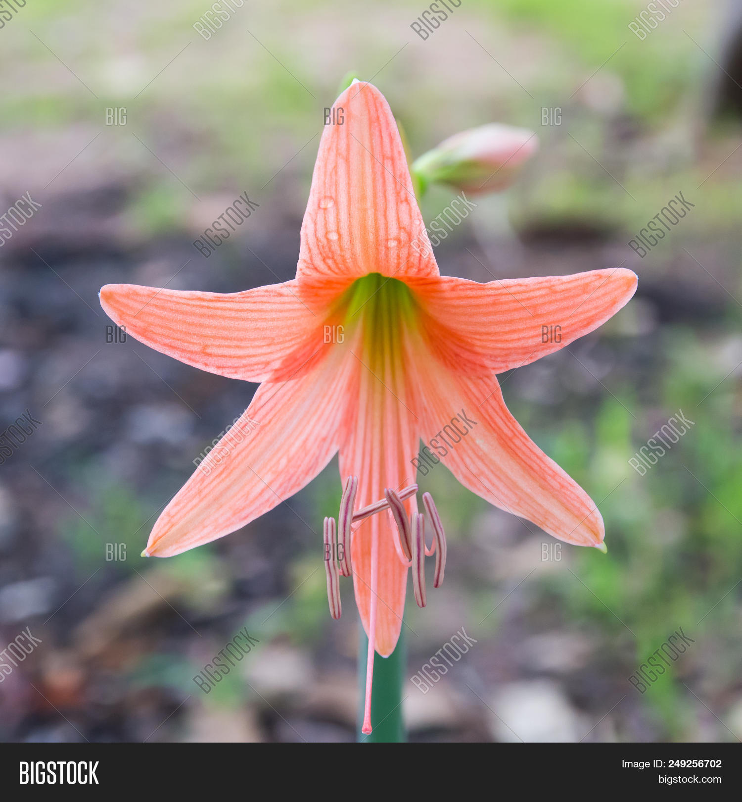 abstract,amaryllidaceae,amaryllis,background,beautiful,beauty,belladonna,bloom,blooming,blossom,blur,blurred,botanic,bulbous,close,closeup,color,colorful,coral,detail,flora,floral,flower,fresh,garden,green,hippeastrum,ladies,lily,love,natural,nature,petal,pink,plant,pollen,red,romance,romantic,shaped,six,spring,star,summer,tepals,vibrant,vivid,white,yellow