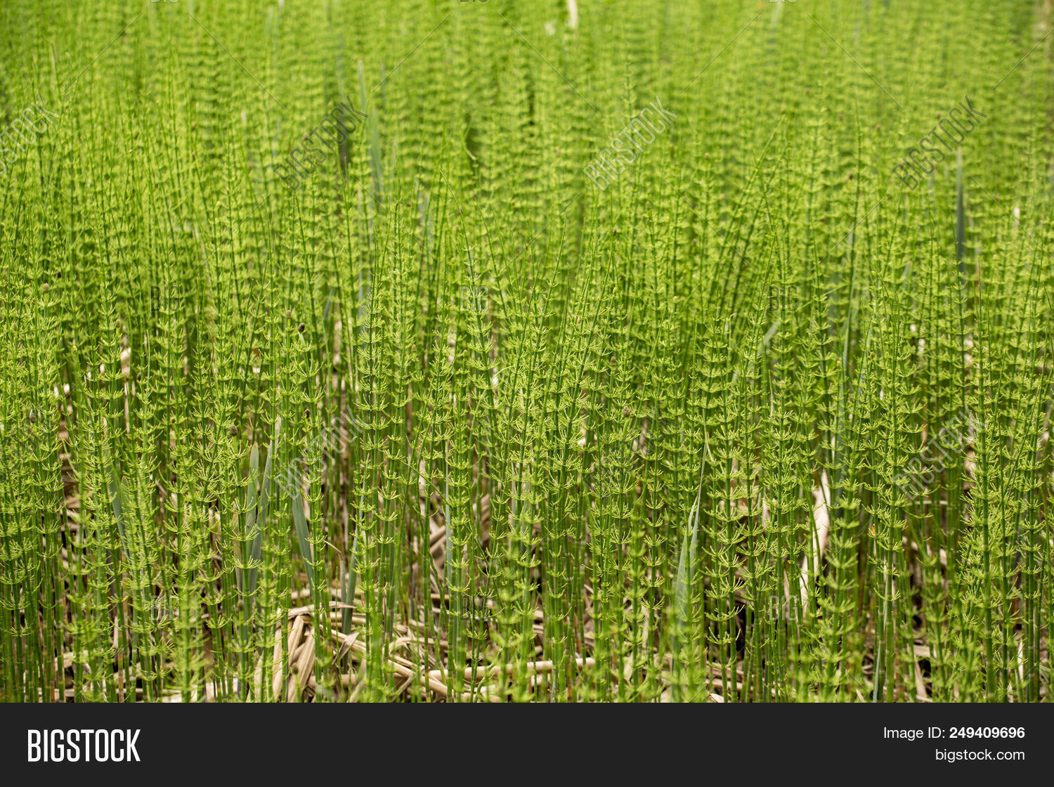 arvense,background,botany,branch,closeup,common,detail,environment,equisetaceae,equisetum,field,fieldhorsetail,flora,fresh,garden,grass,green,growth,herb,herbaceous,herbal,homeopathic,horsetail,leaf,macro,meadow,medical,medicinal,medicinalplant,medicine,natural,nature,naturopathy,outdoor,perennial,plant,rain,remedies,season,seasonal,spring,summer,swamp,uncultivated,weed,wet,wetland,wild,wildplant,young