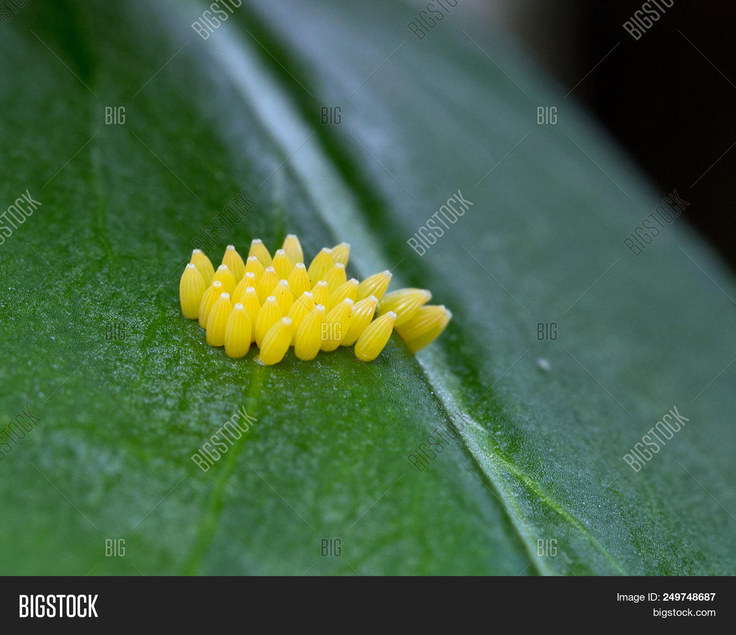 beetle,beginnings,bug,close,cylindrical,eggs,entomology,garden,golden,green,hatchlings,insect,ladybird,ladybug,larvae,leaf,life,macro,metamorphic,new,outdoors,oval,pupae,pupate,tiny,up,upright,yellow