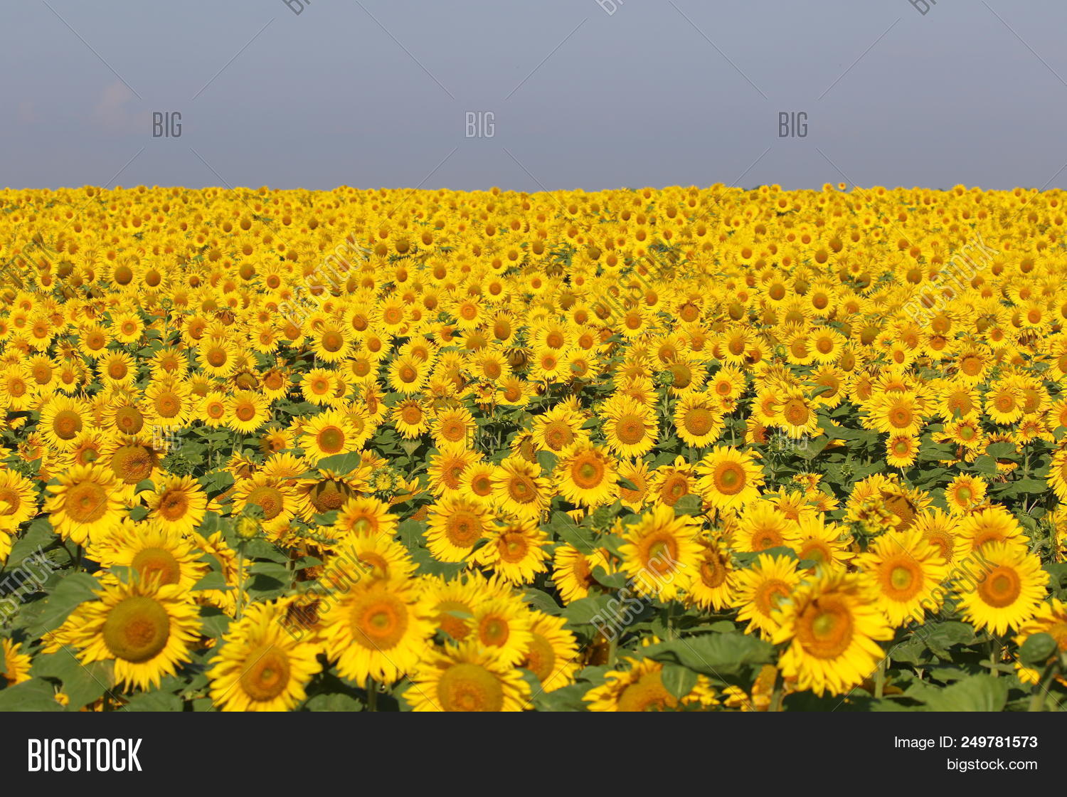 Ukraine,agriculture,background,beautiful,beauty,blooming,blossom,bright,bumble,color,colored,crop,dawn,fantastic,farm,field,flower,green,growth,image,landscaped,landscapes,leaf,light,meadow,natural,nature,outdoors,park,petals,plant,plantation,rural,scene,scenics,season,sky,summer,sun,sunflower,sunny,thick,vibrant,view,yellow