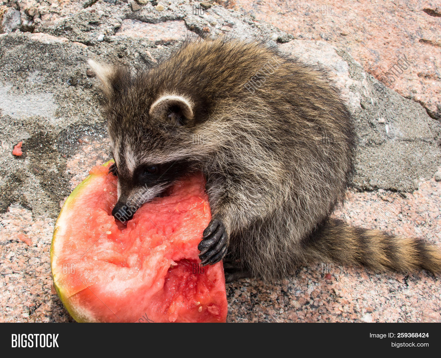 Procyon,Raccoon,adorable,baby,clever,curious,cute,damage,destroy,dexterous,distemper,eating,forest,fruit,fur,garbage,gray,hungry,hunt,intelligent,juicy,juvenile,kits,lotor,mammal,mask,mess,nocturnal,nuisance,omnivorous,outdoors,pelt,pest,pink,procyonid,rabies,racoon,ringed,ringtail,roundworm,rubs,scratch,sun,tactile,tail,trap,underfur,urban,wash,watermelon