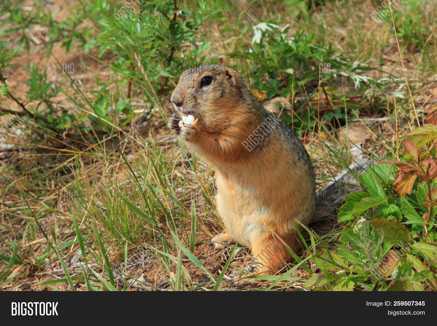 animal,anxiety,bread,brown,close-up,closeup,curious,eat,eating,eyes,fear,feet,full,funny,fur,gopher,grass,green,ground,hiding,holding,looking,lookout,mammal,marmot,nature,nervousness,nose,outdoors,portrait,rodent,shy,sitting,standing,steppe,summer,suspicious,vertical,watchful,watchfully,wild,wildlife
