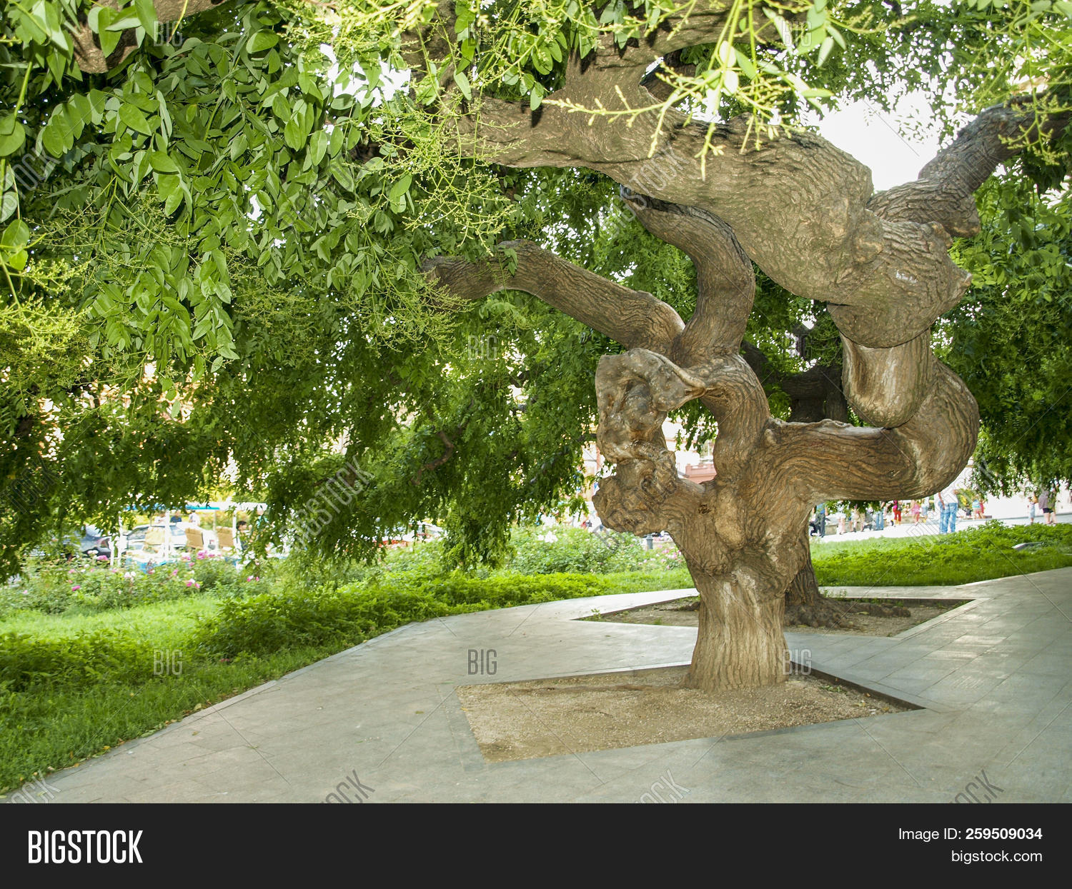 acacia,blue,branch,building,culture,false,flora,flower,foliage,garden,green,greenery,greenness,leaf,legumes,luxury,medicinal,odessa,opera,outdoor,park,plant,pseudo,pseudoacacia,public,robinia,southern,summer,summertime,theater,tree,ukraine,vegetation,white