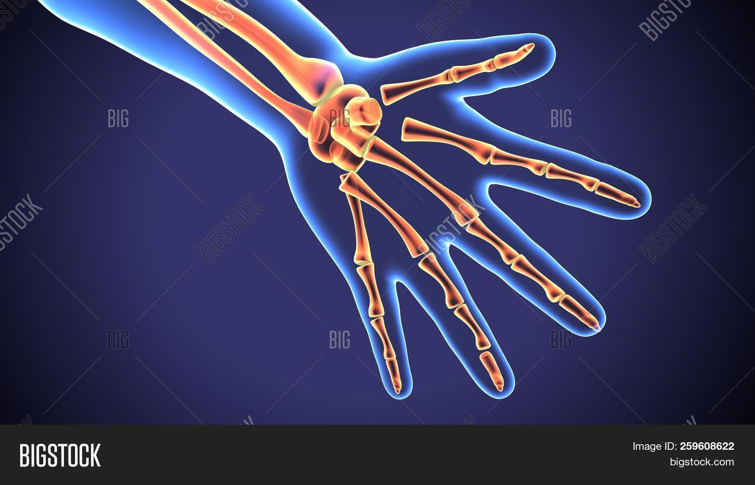anatomy,arm,baby,background,blue,bone,care,carpal,child,film,finger,forearm,front,hand,health,healthcare,hospital,human,image,imaging,infant,isolated,kid,man,medical,medicine,metacarpal,newborn,normal,oblique,orthopedic,palm,patient,pediatric,person,position,radiological,radiology,ray,scan,skeletal,skeleton,thumb,view,white,wrist,x,x-ray,xray,young