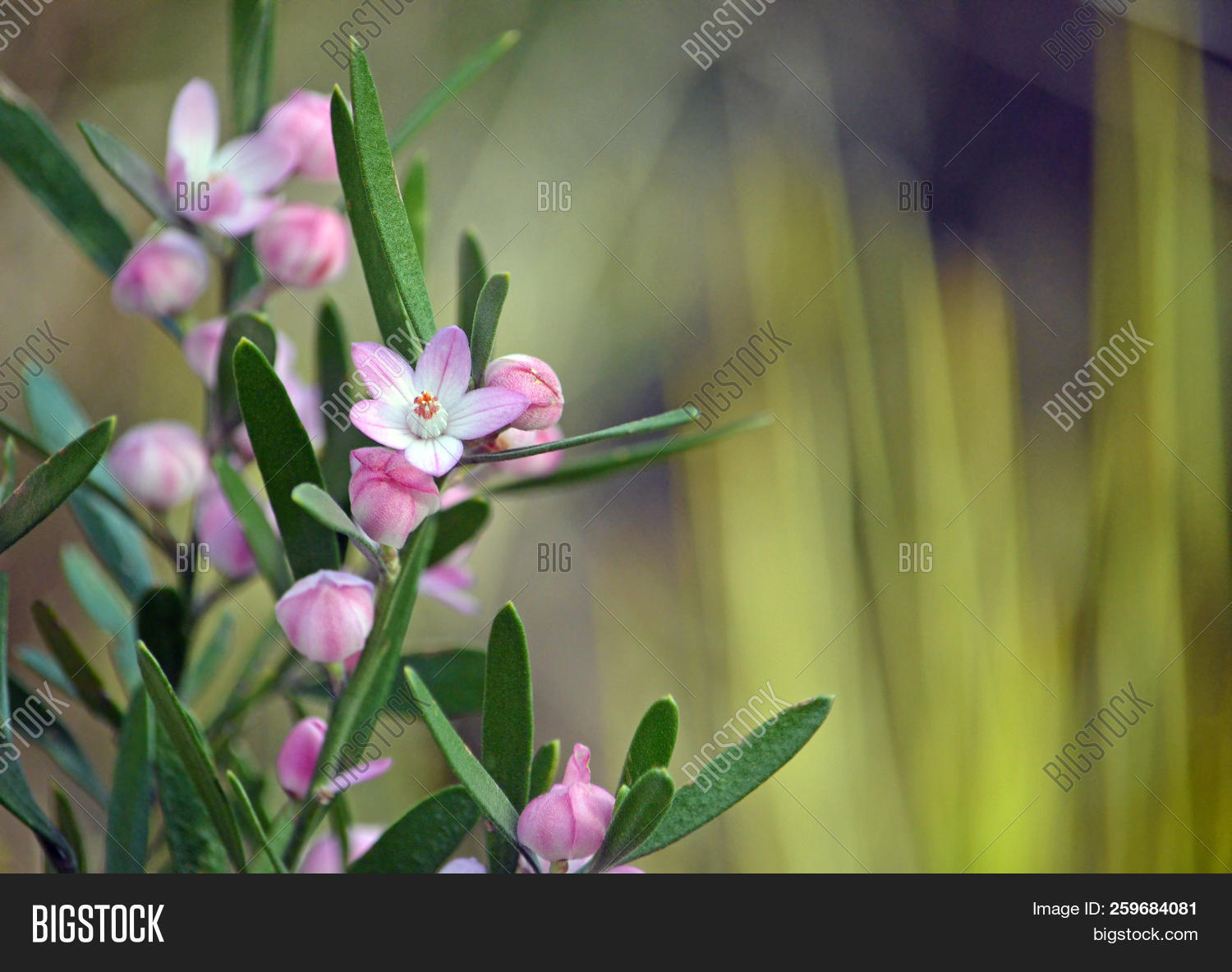 Australia,Eriostemon,NSW,National,Park,Royal,Rutaceae,Sydney,australasius,background,bloom,bud,copy,endemic,flora,floral,flower,native,nature,new,pink,plant,shrub,south,space,spring,springtime,wales,wax,waxflower,wildflowers
