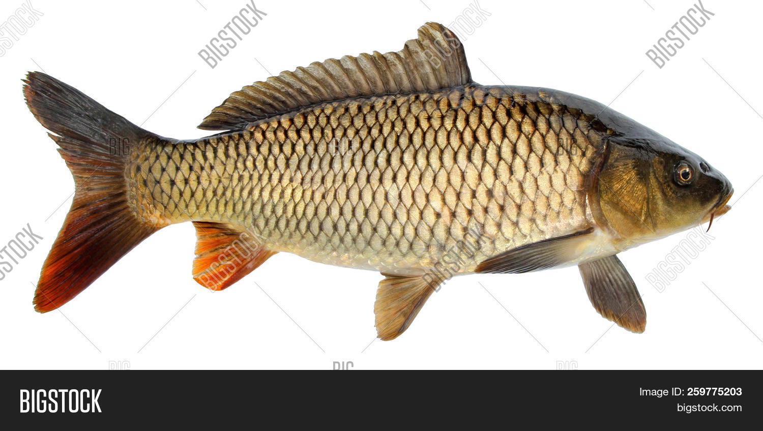 amur,animal,background,bass,branchiae,bream,carp,catch,catfish,closeup,crucian,edible,eye,fin,fish,fishing,food,fresh,freshness,freshwater,gills,gold,golden,goldfish,head,healthy,isolated,loose,macro,meat,nature,nutrition,object,pike,raised,raw,river,roach,scale,sea,seafood,side,som,straightened,tail,view,water,white,yellow
