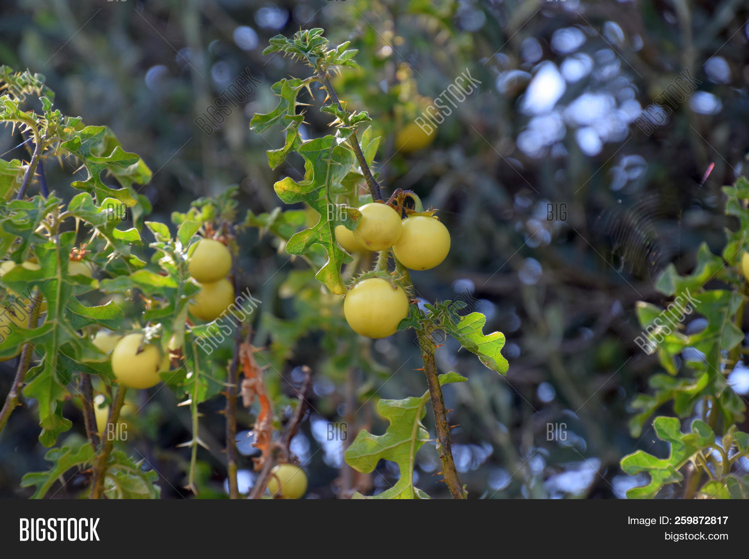 apple,background,berry,botanical,botany,branch,close,countryside,devil,environment,europe,flora,foliage,fruits,italia,italy,landscape,leaves,linnaeanum,medicinal,milkweed,nature,nightshade,outdoors,plant,poisonous,rocky,sodom,sodomaeum,solanaceae,solanum,spiny,stem,summer,sun,thorns,up,use,weed,yellow